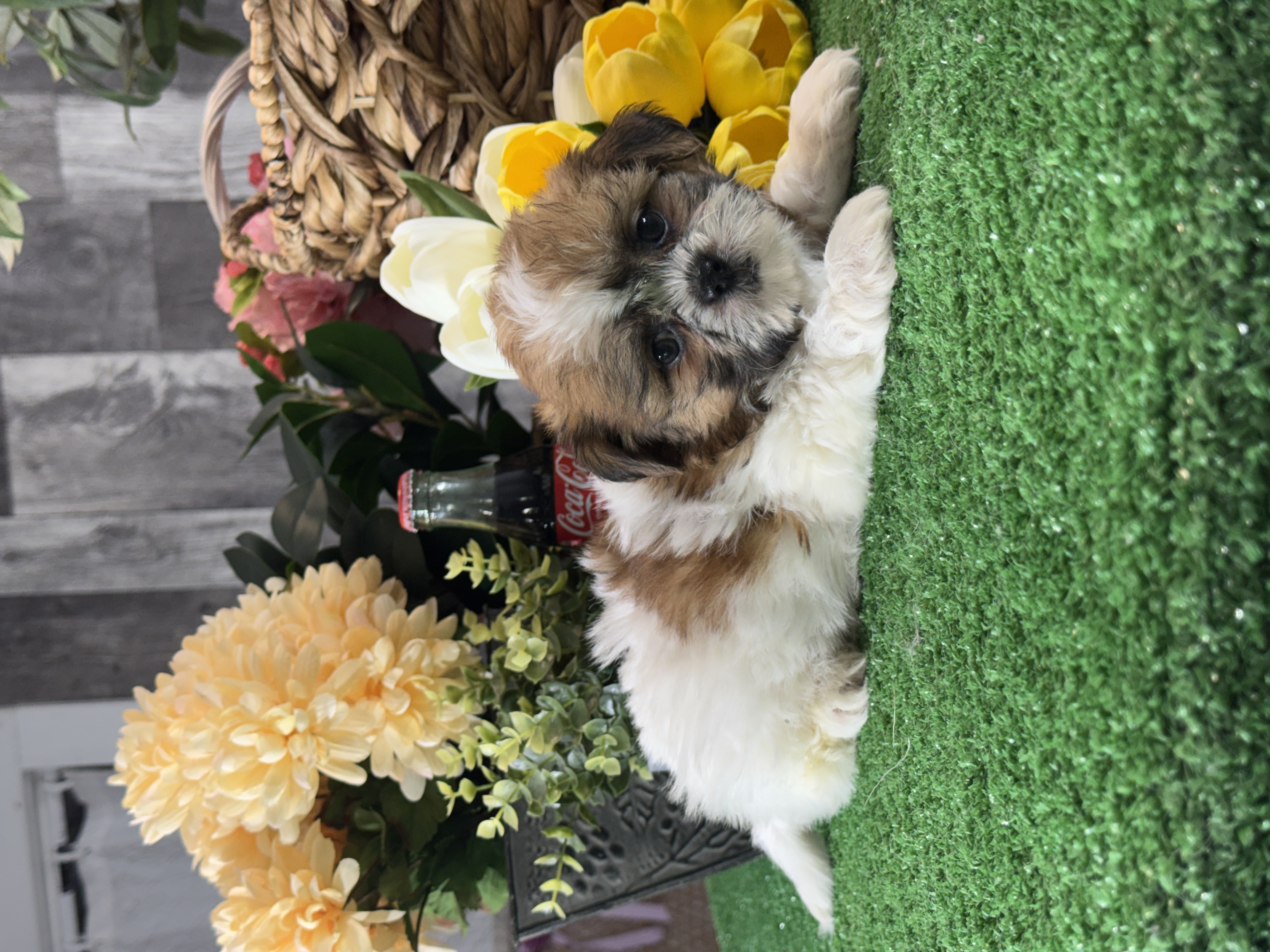 puppy, for, sale, Shih Tzu, Curtis  Martin, dog, breeder, Seneca Falls, NY, dog-breeder, puppy-for-sale, forsale, nearby, find, puppyfind, locator, puppylocator, aca