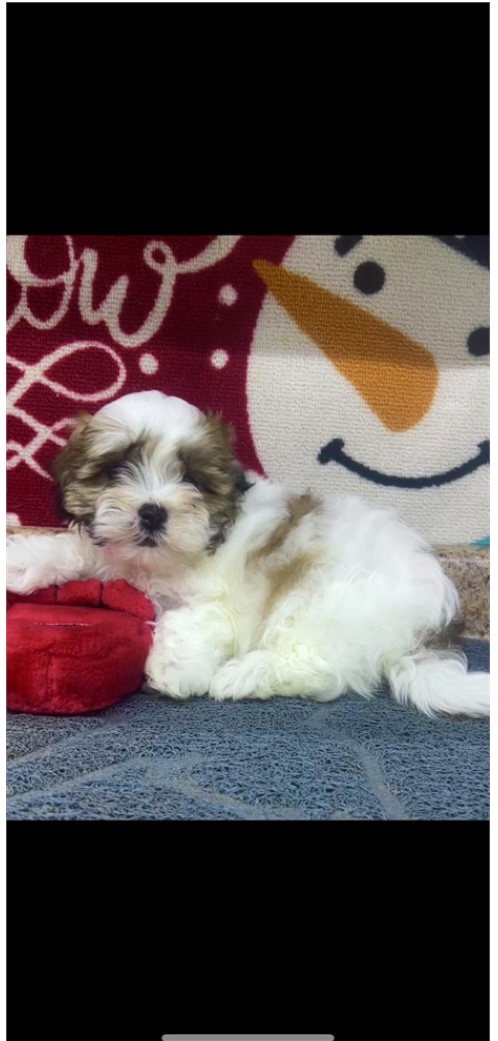 puppy, for, sale, Malt - A- Poo, Nationwide Puppies  , dog, breeder, New York, NY, dog-breeder, puppy-for-sale, forsale, nearby, find, puppyfind, locator, puppylocator, aca