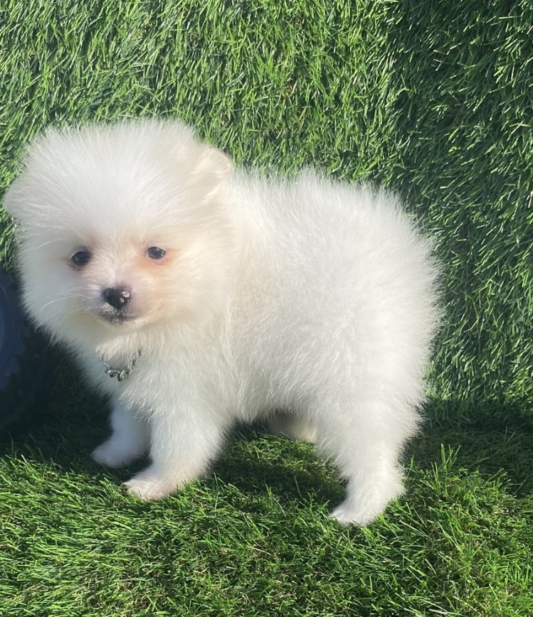 puppy, for, sale, Pomeranian, Nationwide Puppies  , dog, breeder, New York, NY, dog-breeder, puppy-for-sale, forsale, nearby, find, puppyfind, locator, puppylocator, aca