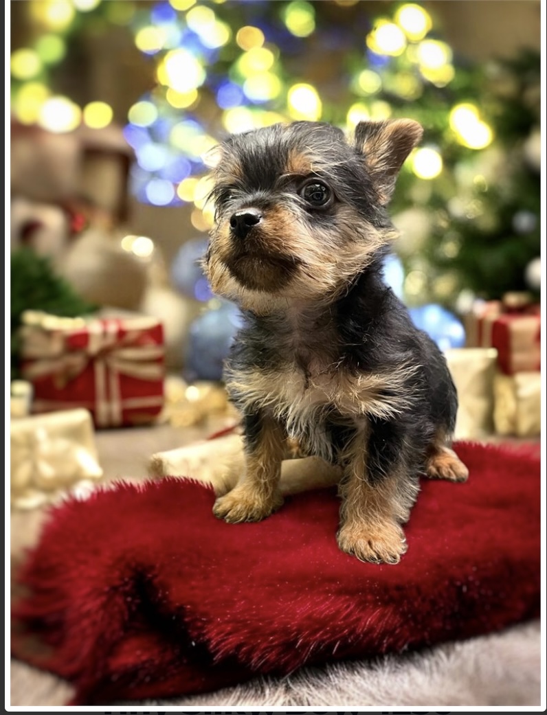 puppy, for, sale, Silky Terrier, Nationwide Puppies  , dog, breeder, New York, NY, dog-breeder, puppy-for-sale, forsale, nearby, find, puppyfind, locator, puppylocator, aca
