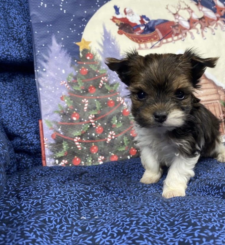 puppy, for, sale, Parti Yorkie, Nationwide Puppies  , dog, breeder, New York, NY, dog-breeder, puppy-for-sale, forsale, nearby, find, puppyfind, locator, puppylocator, aca