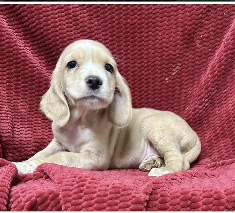 puppy, for, sale, Cockador, Nationwide Puppies  , dog, breeder, New York, NY, dog-breeder, puppy-for-sale, forsale, nearby, find, puppyfind, locator, puppylocator, aca