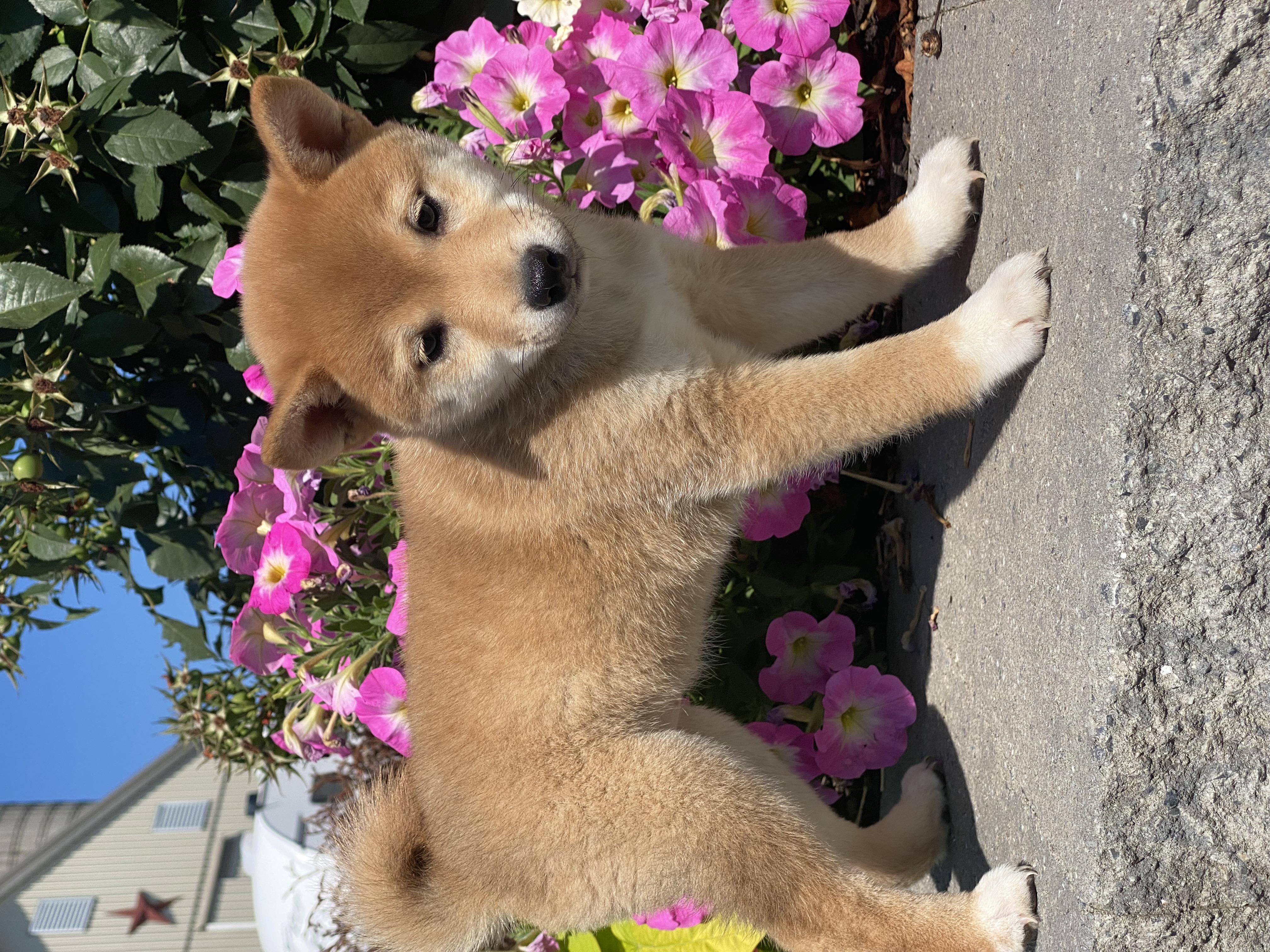 puppy, for, sale, Shiba Inu, Curtis  Martin, dog, breeder, Seneca Falls, NY, dog-breeder, puppy-for-sale, forsale, nearby, find, puppyfind, locator, puppylocator, aca