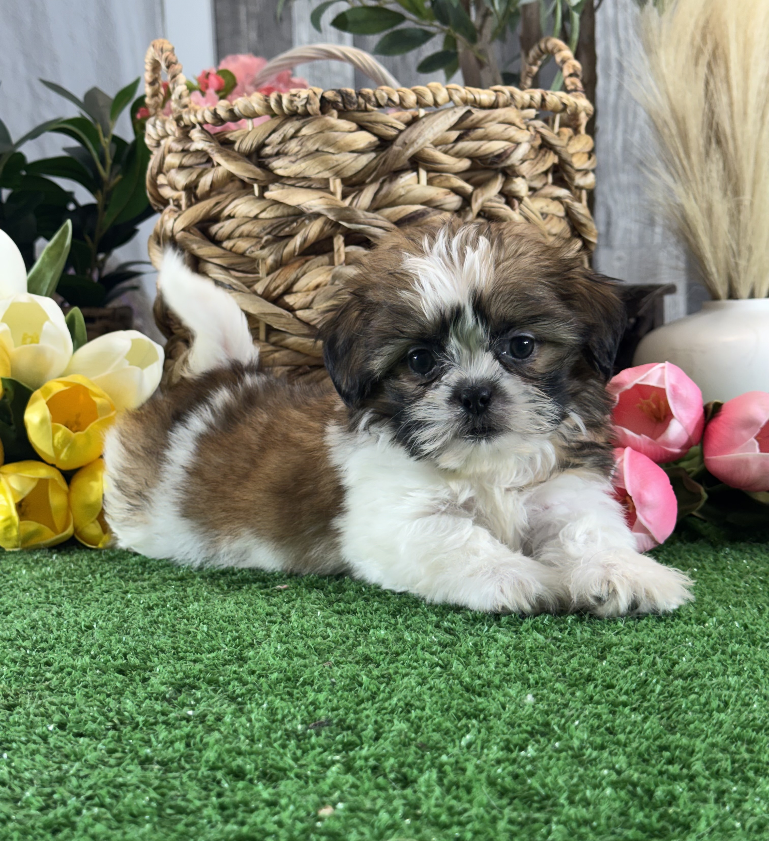 puppy, for, sale, Shih Tzu, Curtis  Martin, dog, breeder, Seneca Falls, NY, dog-breeder, puppy-for-sale, forsale, nearby, find, puppyfind, locator, puppylocator, aca
