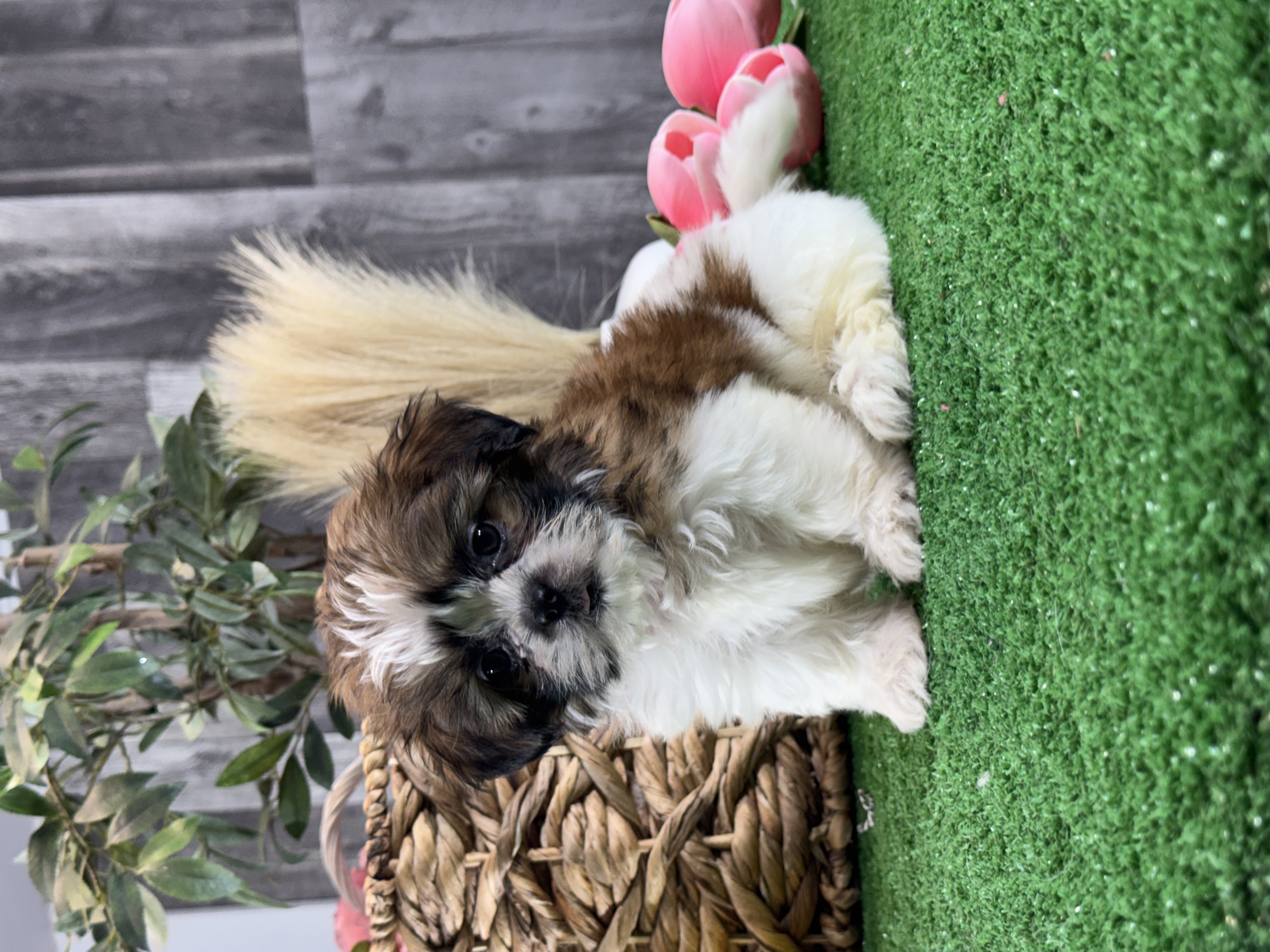 puppy, for, sale, Shih Tzu, Curtis  Martin, dog, breeder, Seneca Falls, NY, dog-breeder, puppy-for-sale, forsale, nearby, find, puppyfind, locator, puppylocator, aca