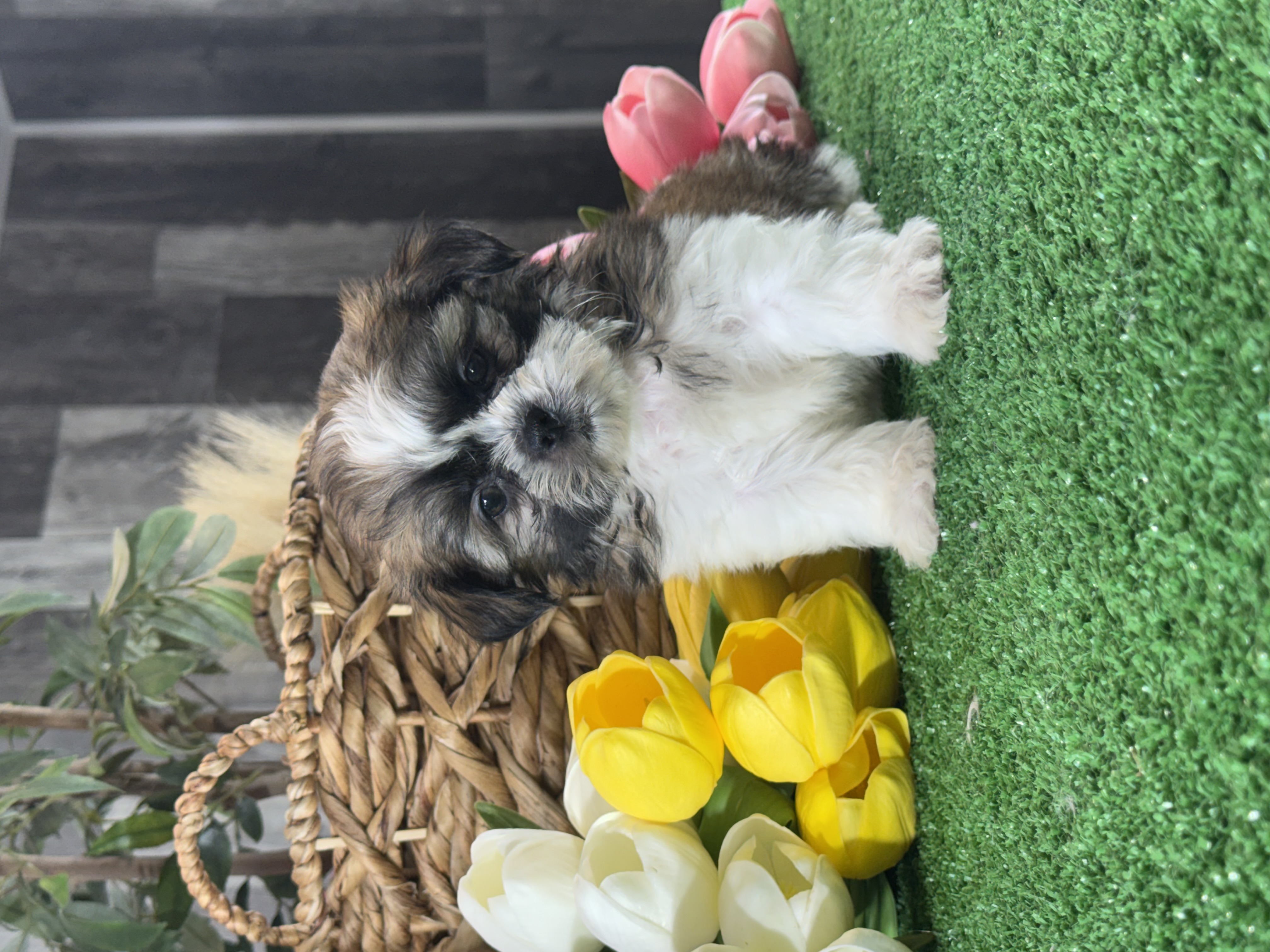 puppy, for, sale, Shih Tzu, Curtis  Martin, dog, breeder, Seneca Falls, NY, dog-breeder, puppy-for-sale, forsale, nearby, find, puppyfind, locator, puppylocator, aca