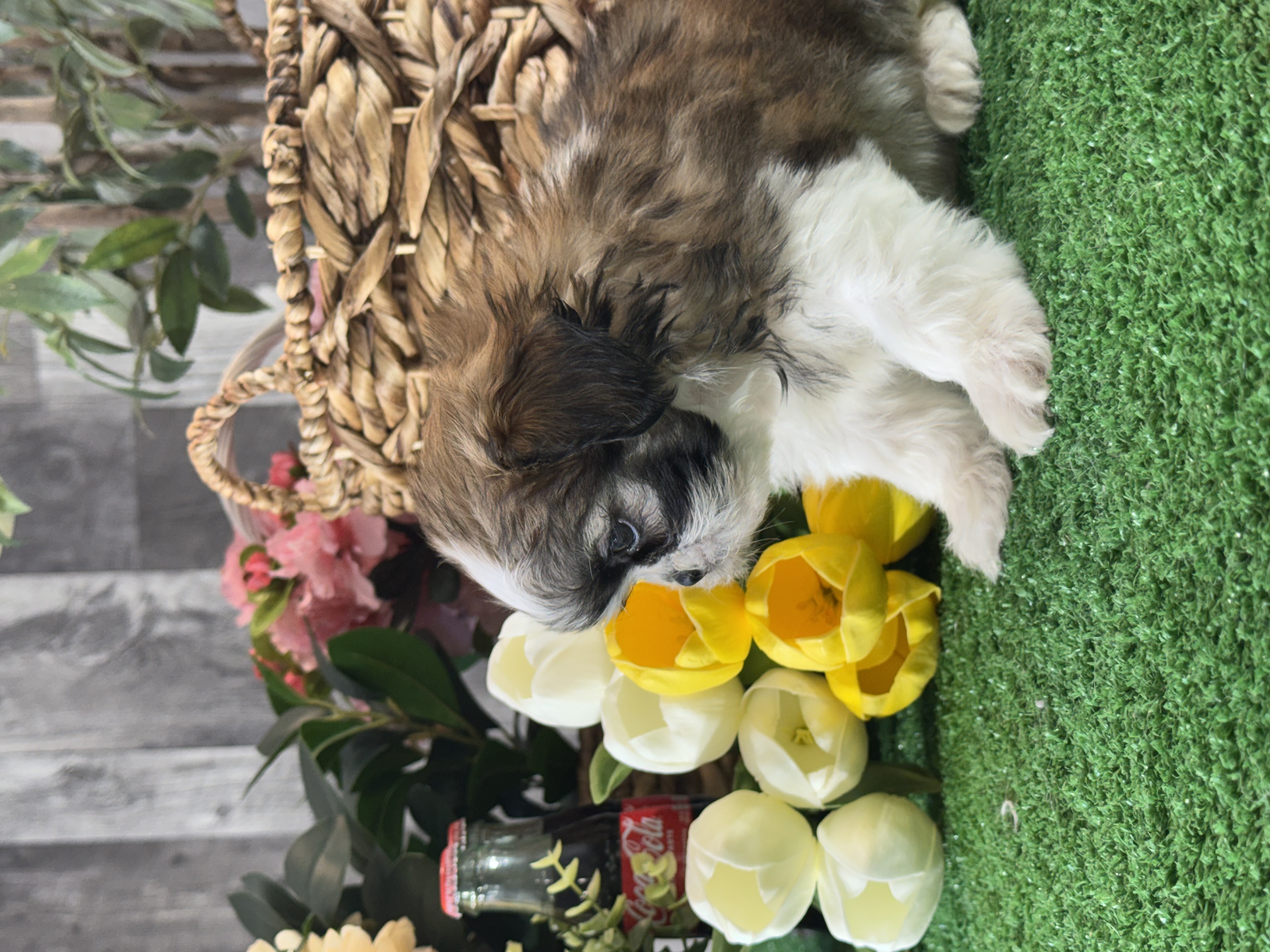 puppy, for, sale, Shih Tzu, Curtis  Martin, dog, breeder, Seneca Falls, NY, dog-breeder, puppy-for-sale, forsale, nearby, find, puppyfind, locator, puppylocator, aca