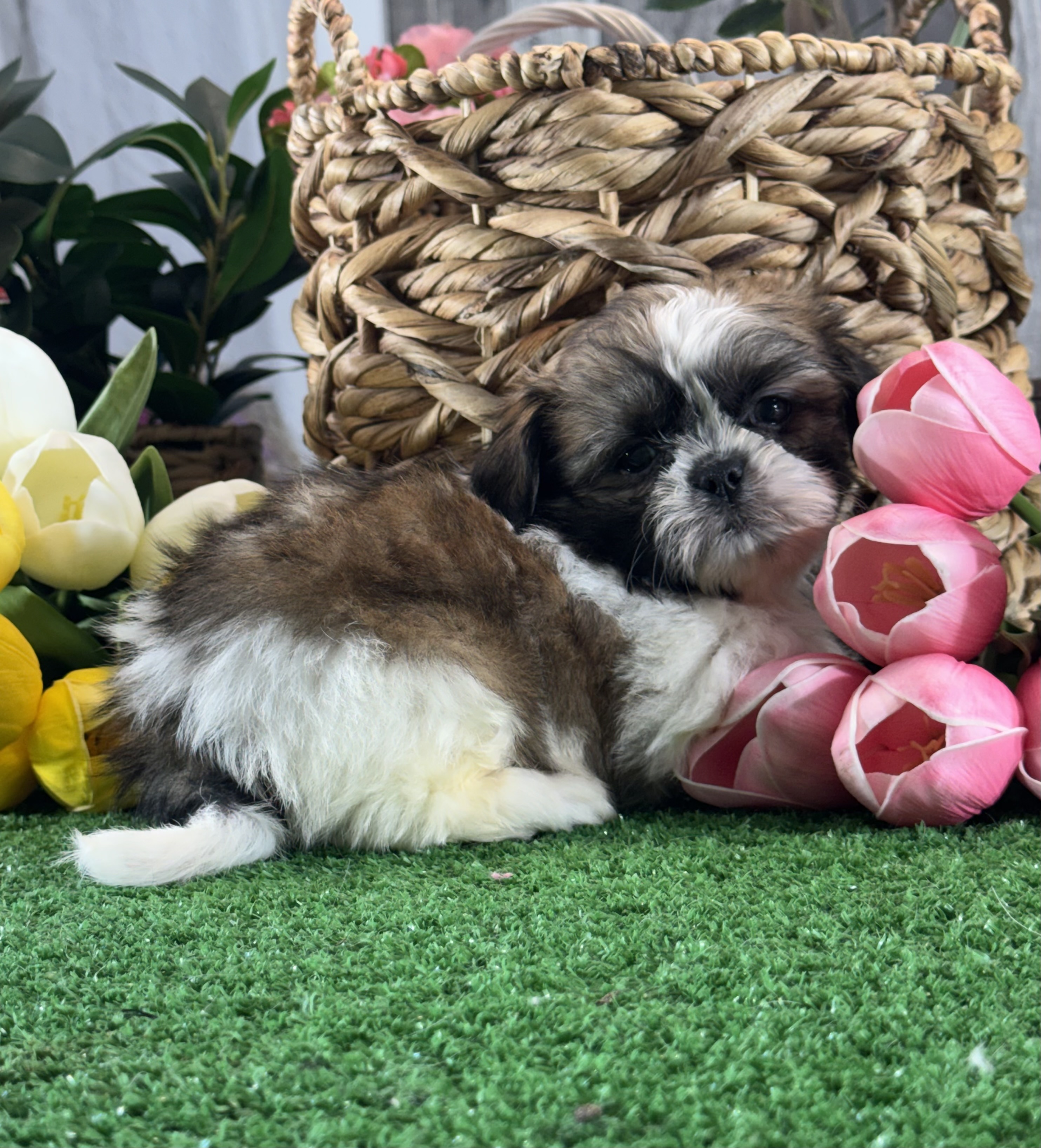 puppy, for, sale, Shih Tzu, Curtis  Martin, dog, breeder, Seneca Falls, NY, dog-breeder, puppy-for-sale, forsale, nearby, find, puppyfind, locator, puppylocator, aca