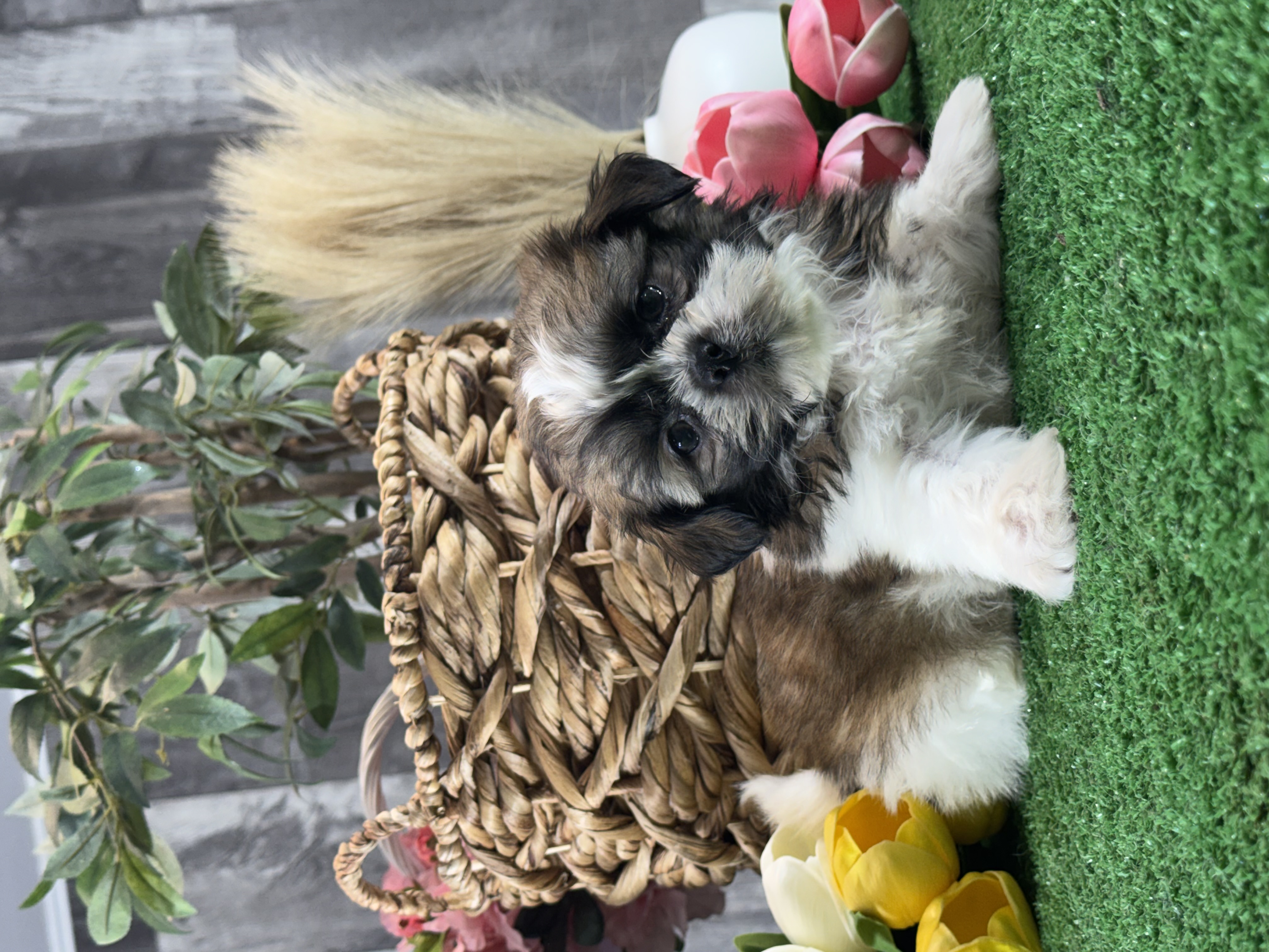puppy, for, sale, Shih Tzu, Curtis  Martin, dog, breeder, Seneca Falls, NY, dog-breeder, puppy-for-sale, forsale, nearby, find, puppyfind, locator, puppylocator, aca
