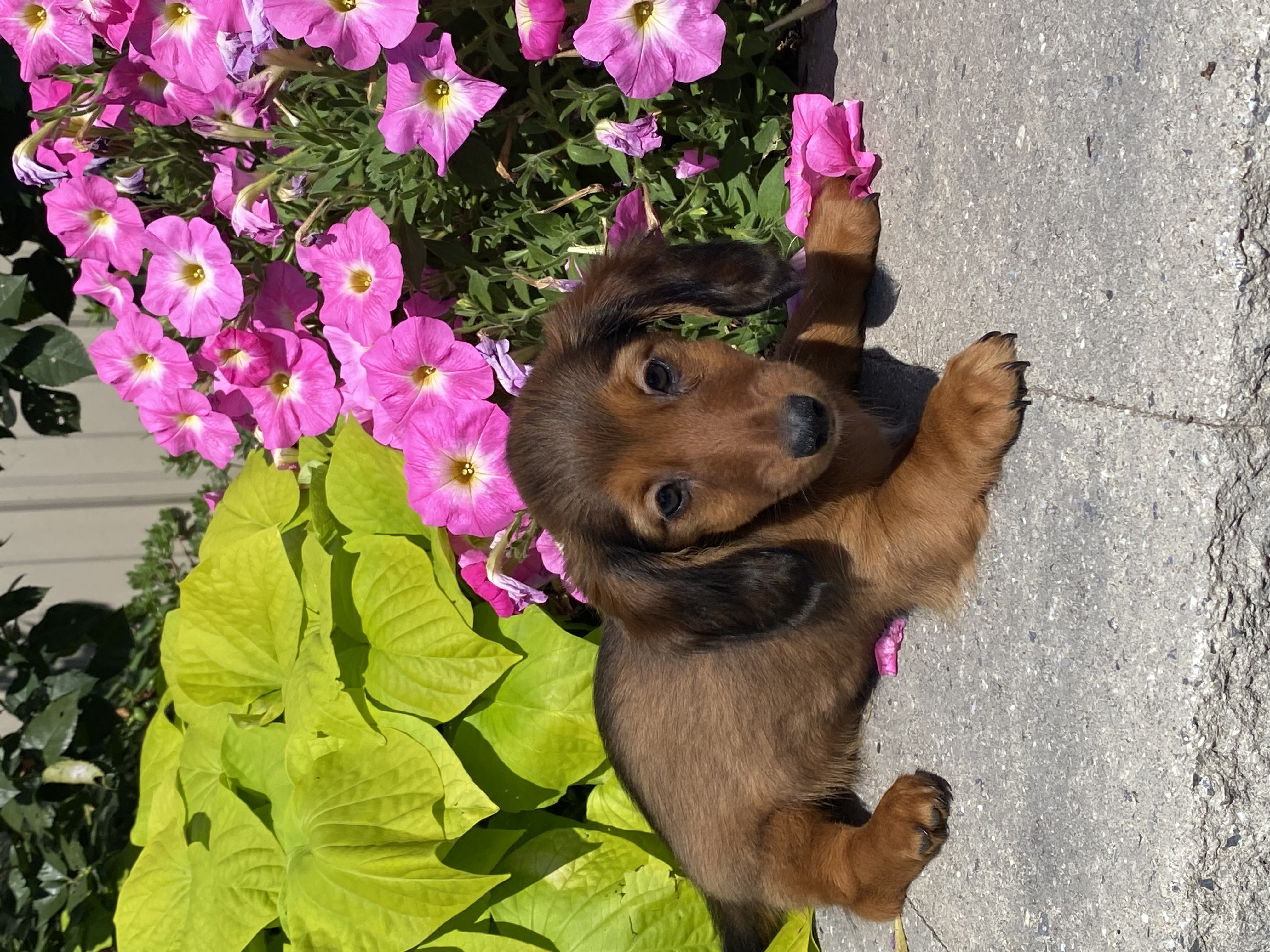 puppy, for, sale, Dachshund, Curtis  Martin, dog, breeder, Seneca Falls, NY, dog-breeder, puppy-for-sale, forsale, nearby, find, puppyfind, locator, puppylocator, aca