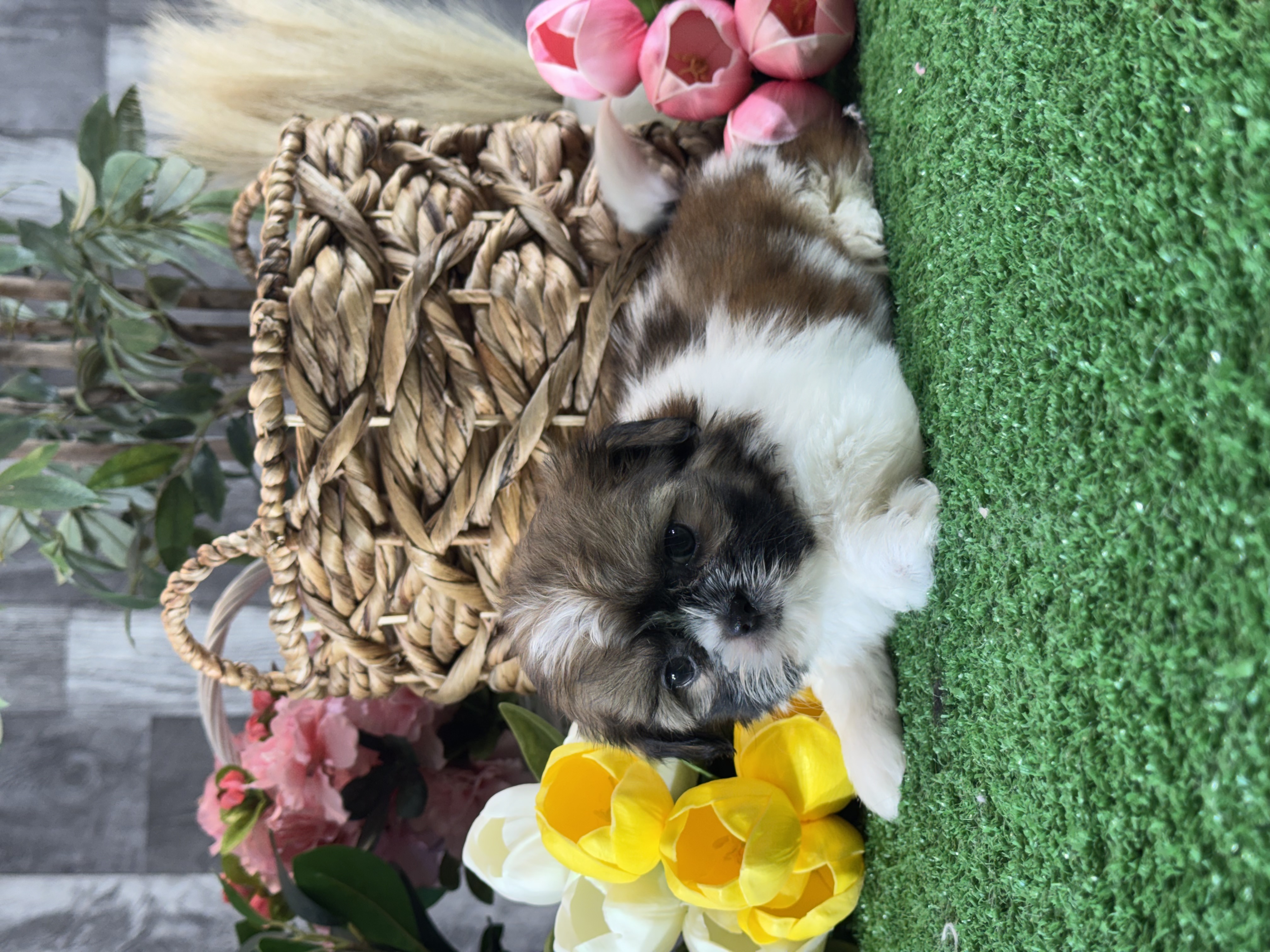 puppy, for, sale, Shih Tzu, Curtis  Martin, dog, breeder, Seneca Falls, NY, dog-breeder, puppy-for-sale, forsale, nearby, find, puppyfind, locator, puppylocator, aca