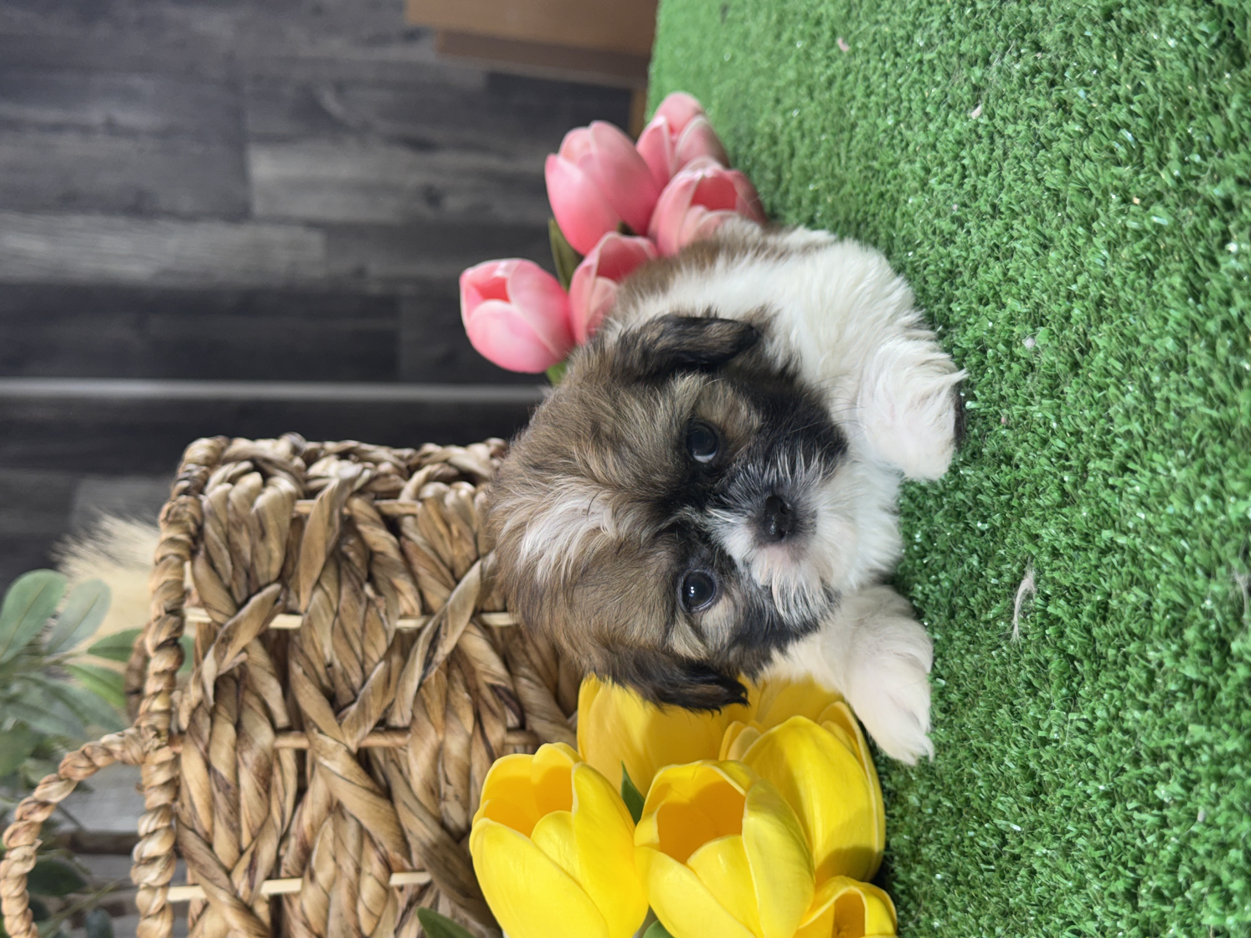puppy, for, sale, Shih Tzu, Curtis  Martin, dog, breeder, Seneca Falls, NY, dog-breeder, puppy-for-sale, forsale, nearby, find, puppyfind, locator, puppylocator, aca