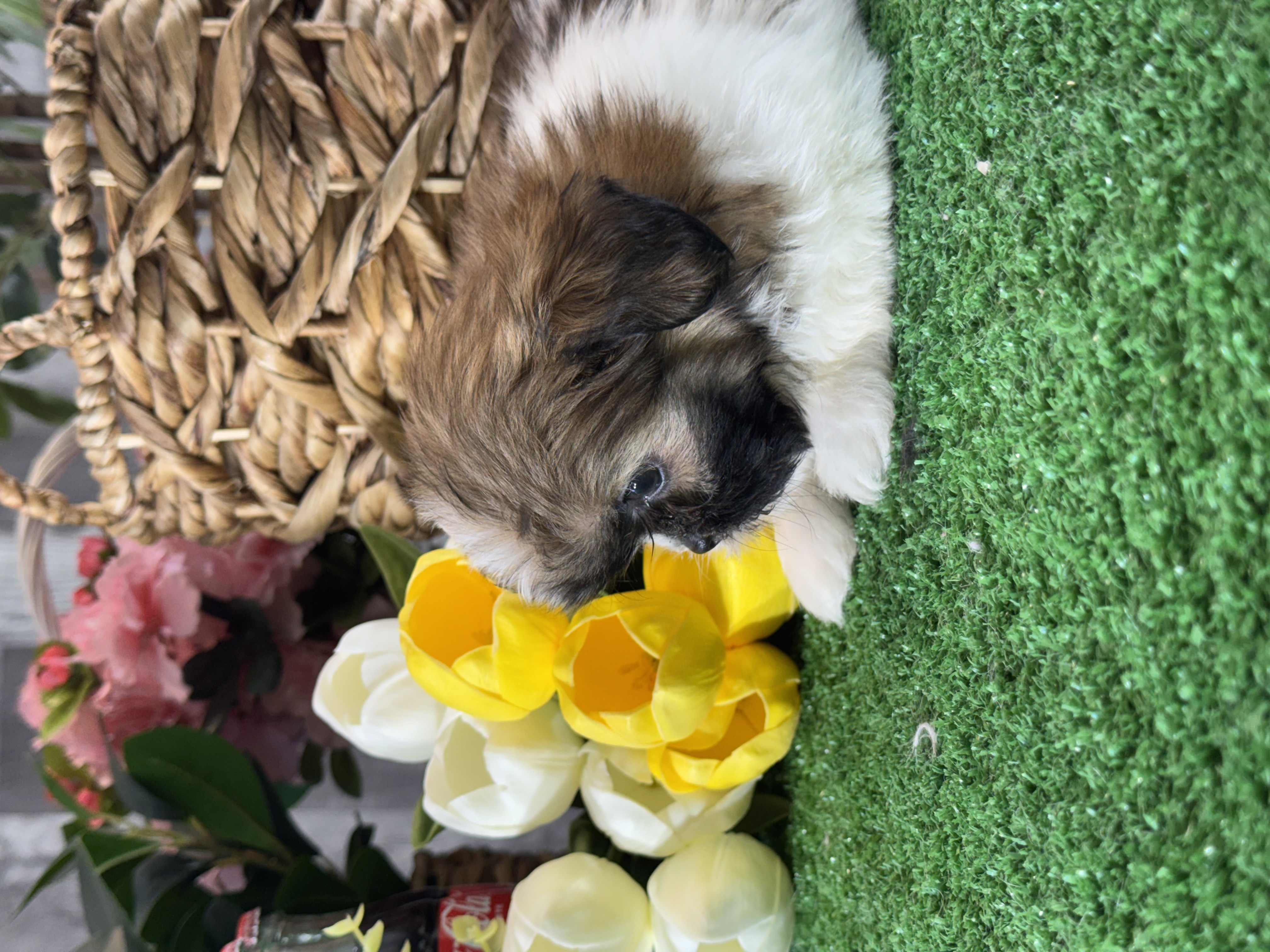 puppy, for, sale, Shih Tzu, Curtis  Martin, dog, breeder, Seneca Falls, NY, dog-breeder, puppy-for-sale, forsale, nearby, find, puppyfind, locator, puppylocator, aca