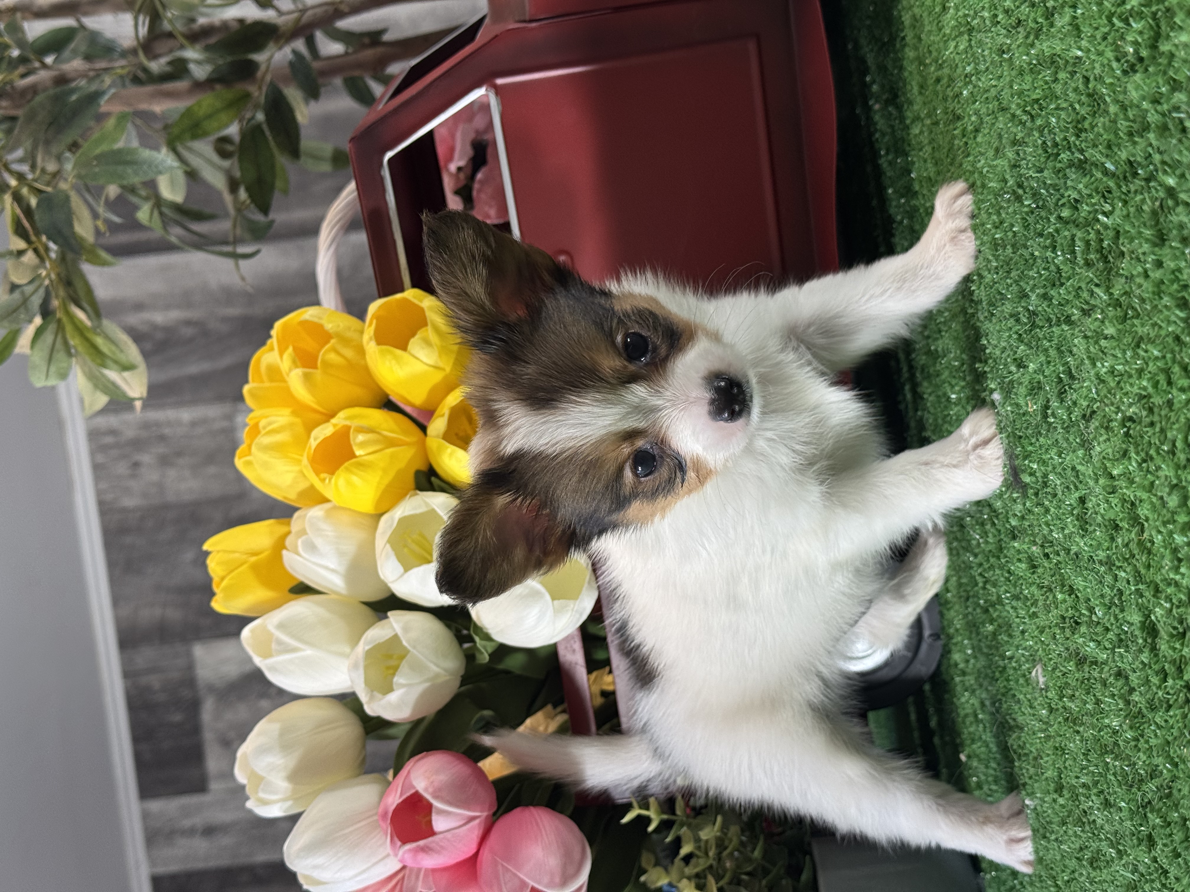 puppy, for, sale, Papillon, Curtis  Martin, dog, breeder, Seneca Falls, NY, dog-breeder, puppy-for-sale, forsale, nearby, find, puppyfind, locator, puppylocator, aca