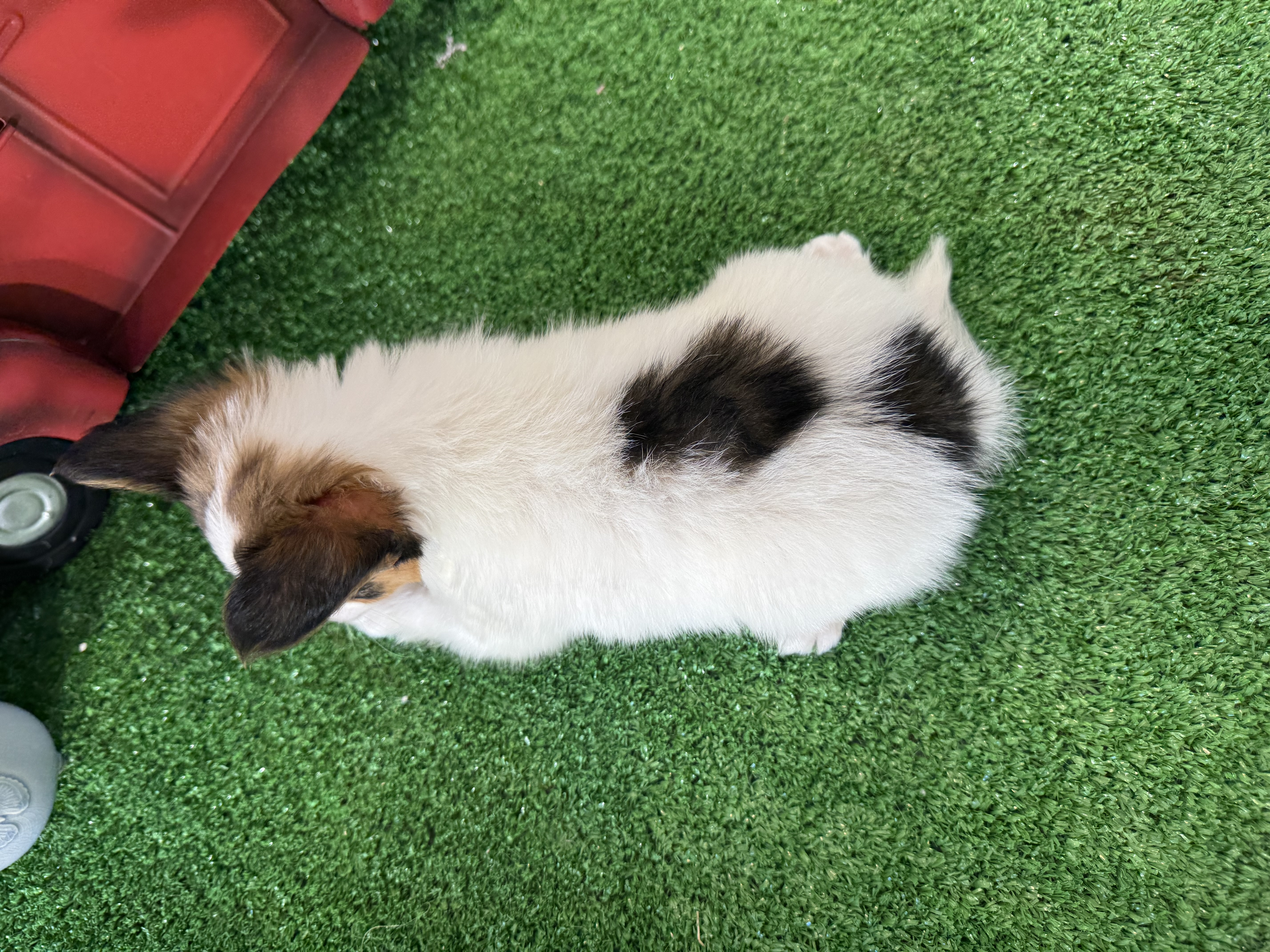 puppy, for, sale, Papillon, Curtis  Martin, dog, breeder, Seneca Falls, NY, dog-breeder, puppy-for-sale, forsale, nearby, find, puppyfind, locator, puppylocator, aca