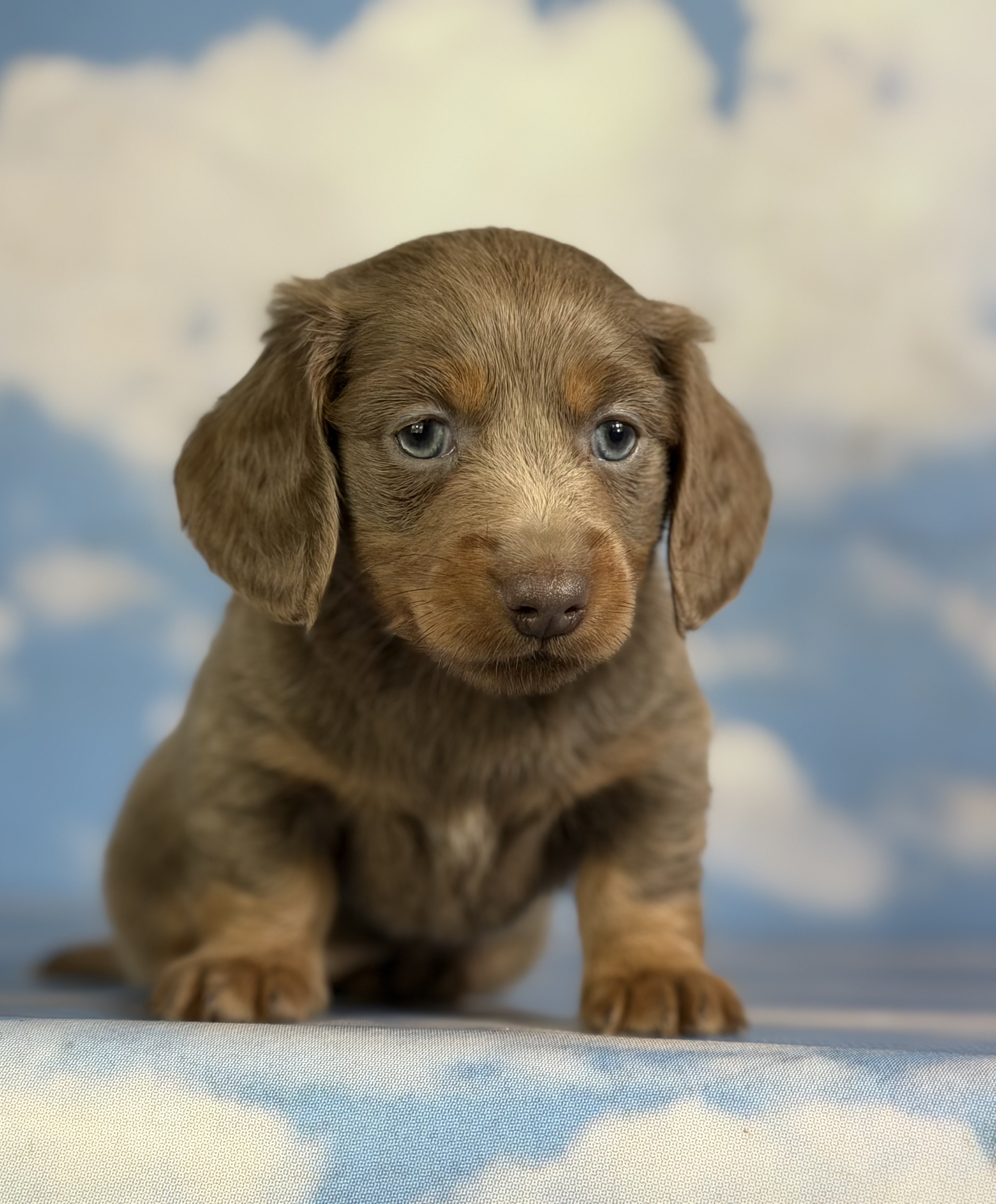 puppy, for, sale, Dachshund,   Palomino Pups, dog, breeder, East Sparta, OH, dog-breeder, puppy-for-sale, forsale, nearby, find, puppyfind, locator, puppylocator, aca