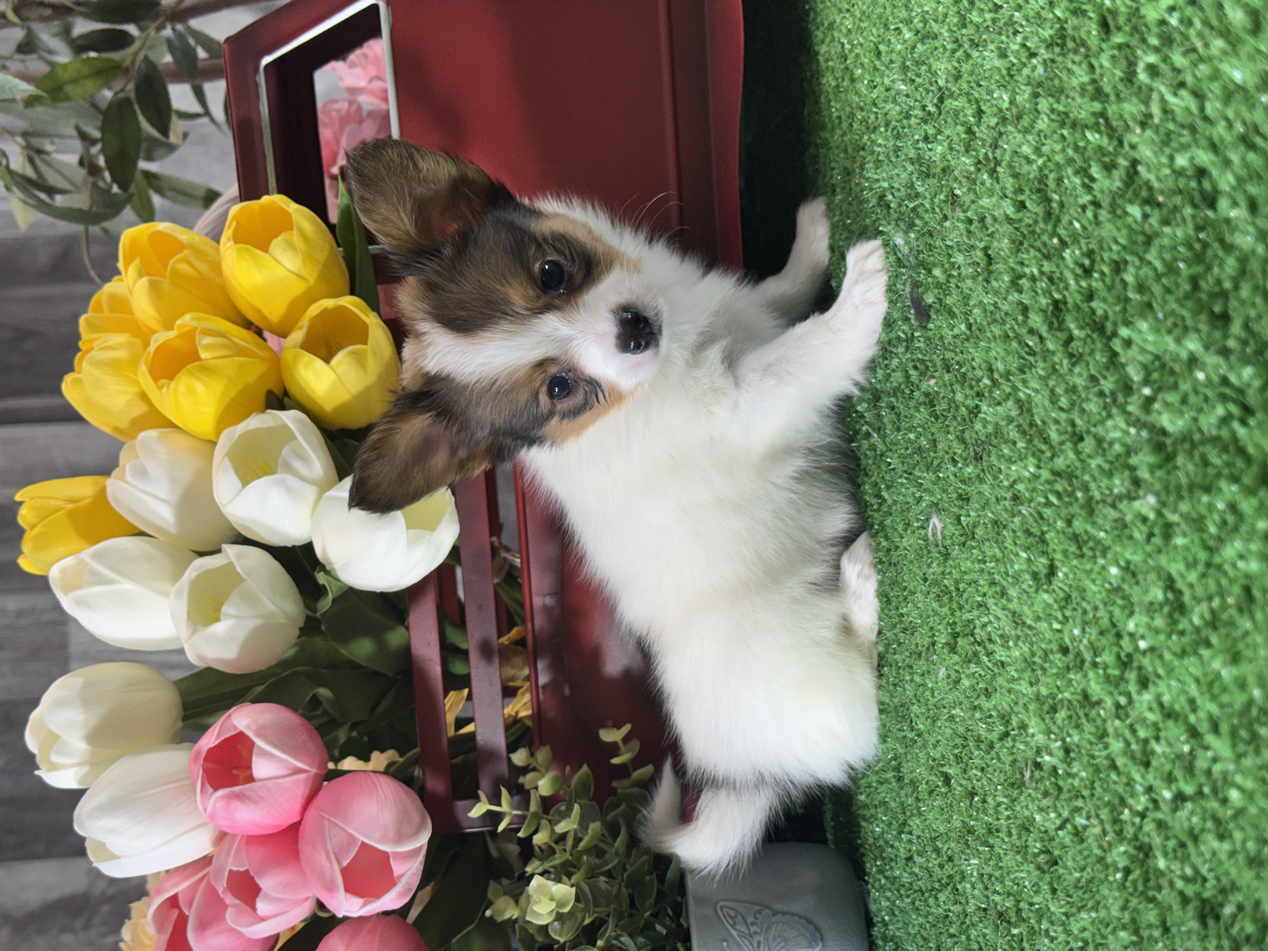 puppy, for, sale, Papillon, Curtis  Martin, dog, breeder, Seneca Falls, NY, dog-breeder, puppy-for-sale, forsale, nearby, find, puppyfind, locator, puppylocator, aca