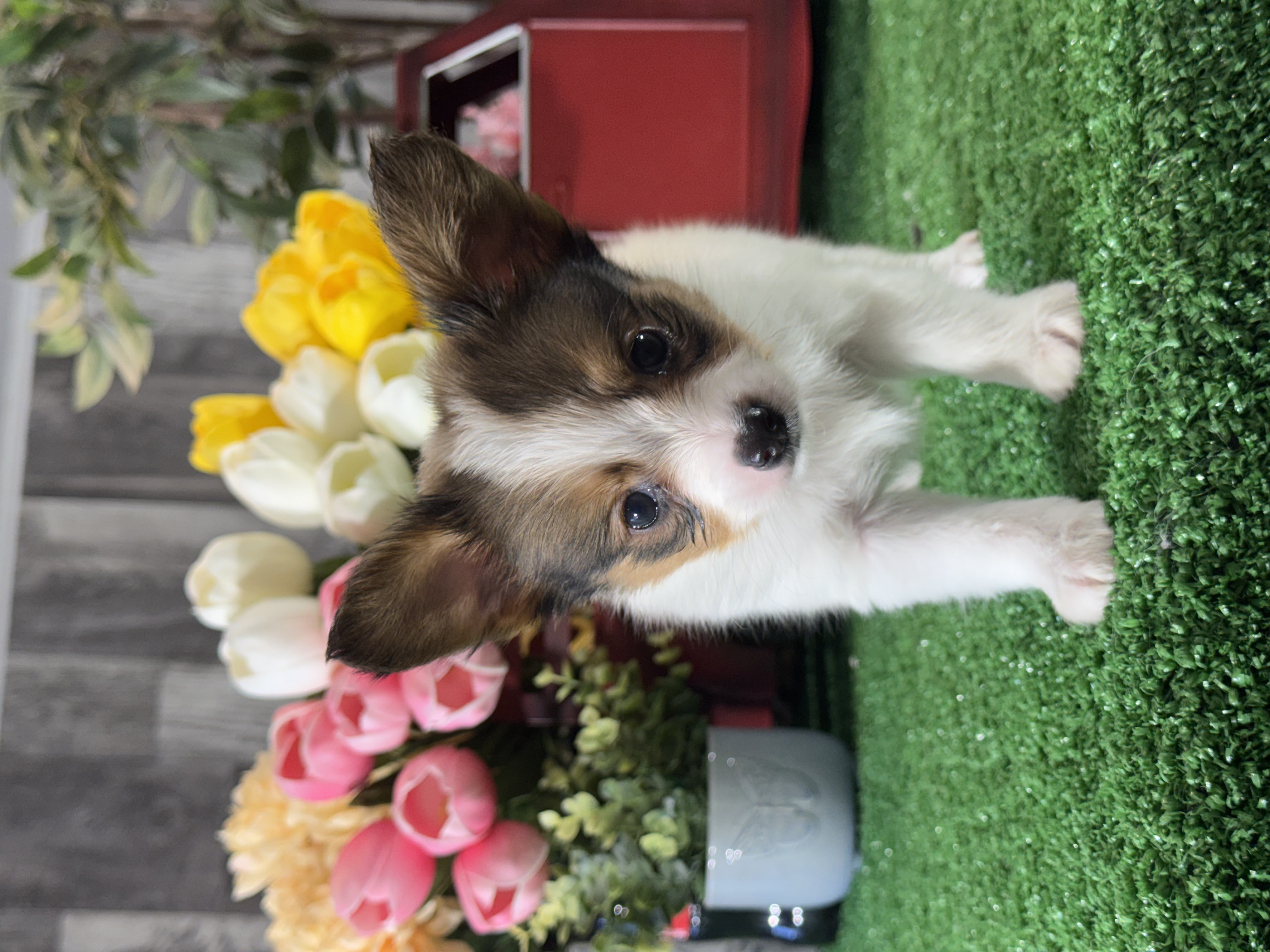 puppy, for, sale, Papillon, Curtis  Martin, dog, breeder, Seneca Falls, NY, dog-breeder, puppy-for-sale, forsale, nearby, find, puppyfind, locator, puppylocator, aca