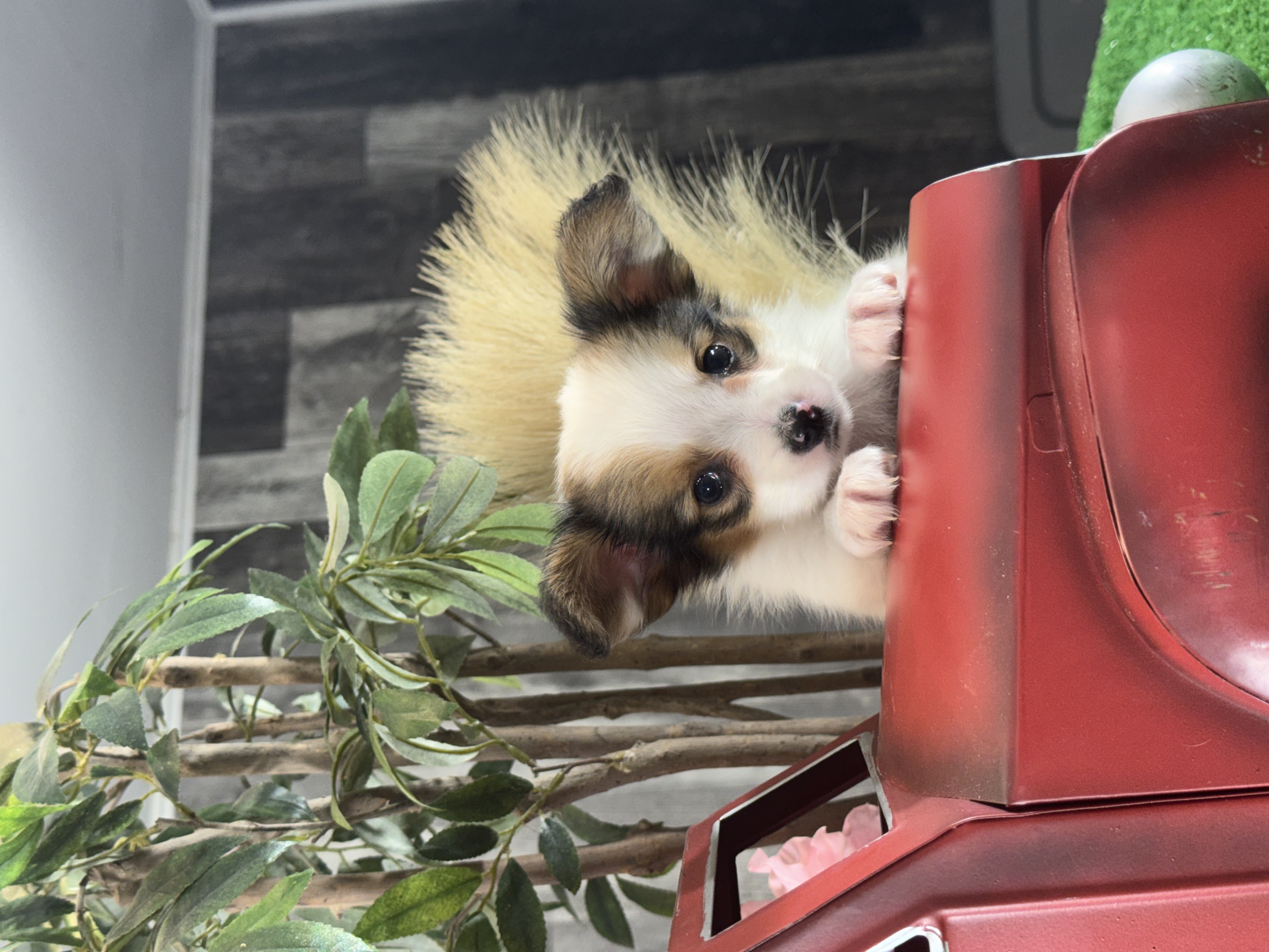 puppy, for, sale, Papillon, Curtis  Martin, dog, breeder, Seneca Falls, NY, dog-breeder, puppy-for-sale, forsale, nearby, find, puppyfind, locator, puppylocator, aca
