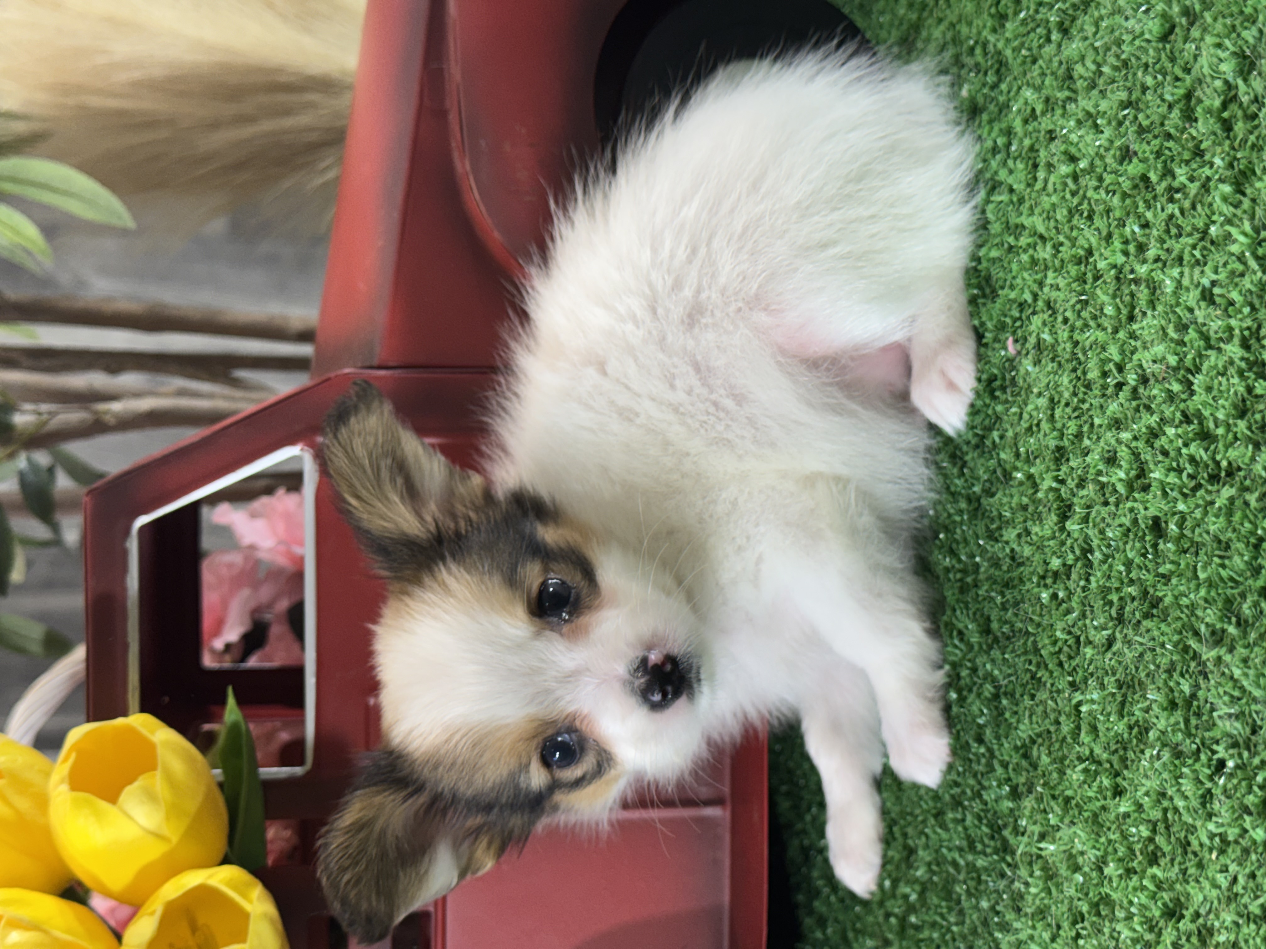 puppy, for, sale, Papillon, Curtis  Martin, dog, breeder, Seneca Falls, NY, dog-breeder, puppy-for-sale, forsale, nearby, find, puppyfind, locator, puppylocator, aca