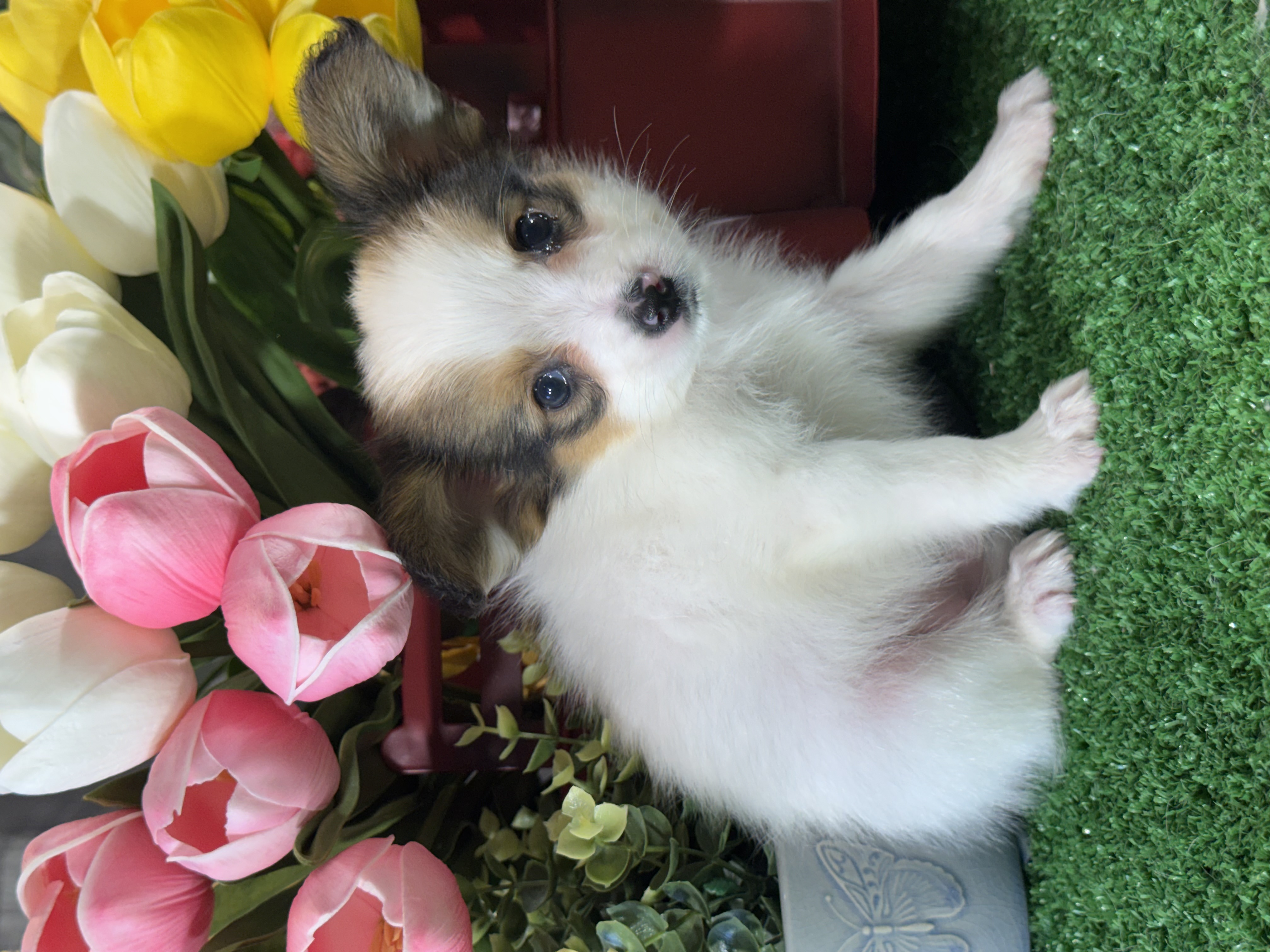 puppy, for, sale, Papillon, Curtis  Martin, dog, breeder, Seneca Falls, NY, dog-breeder, puppy-for-sale, forsale, nearby, find, puppyfind, locator, puppylocator, aca