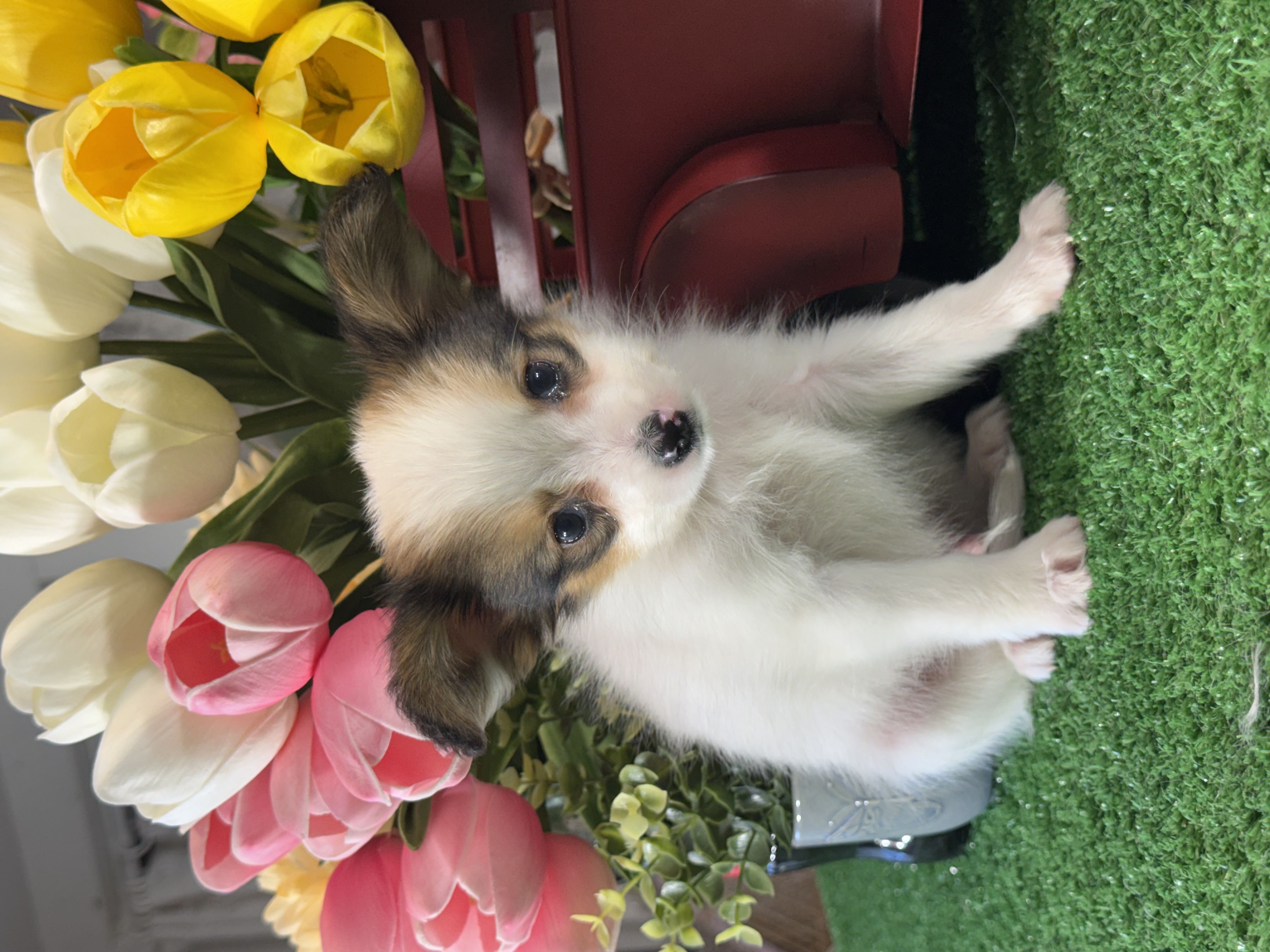 puppy, for, sale, Papillon, Curtis  Martin, dog, breeder, Seneca Falls, NY, dog-breeder, puppy-for-sale, forsale, nearby, find, puppyfind, locator, puppylocator, aca