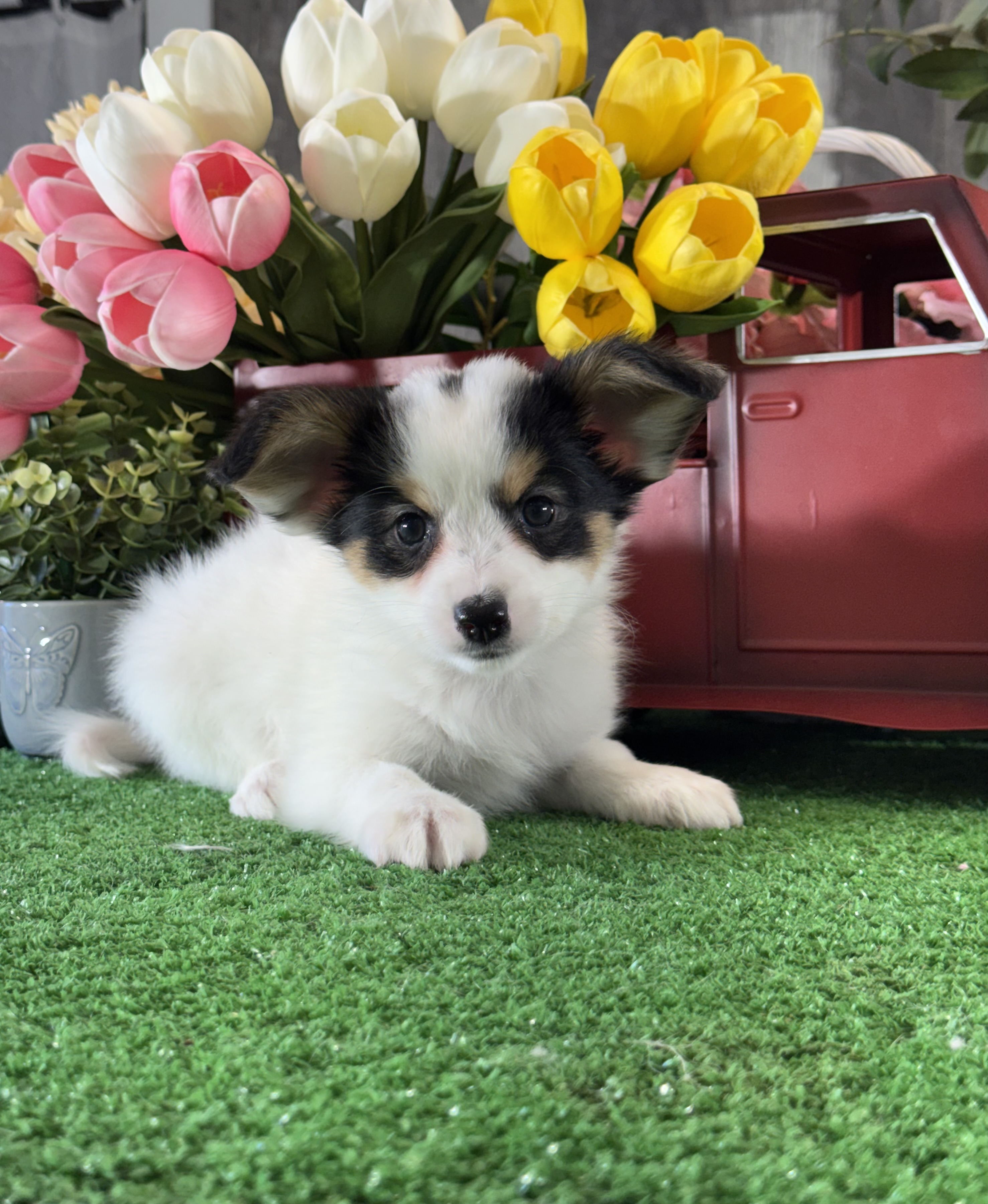 puppy, for, sale, Papillon, Curtis  Martin, dog, breeder, Seneca Falls, NY, dog-breeder, puppy-for-sale, forsale, nearby, find, puppyfind, locator, puppylocator, aca