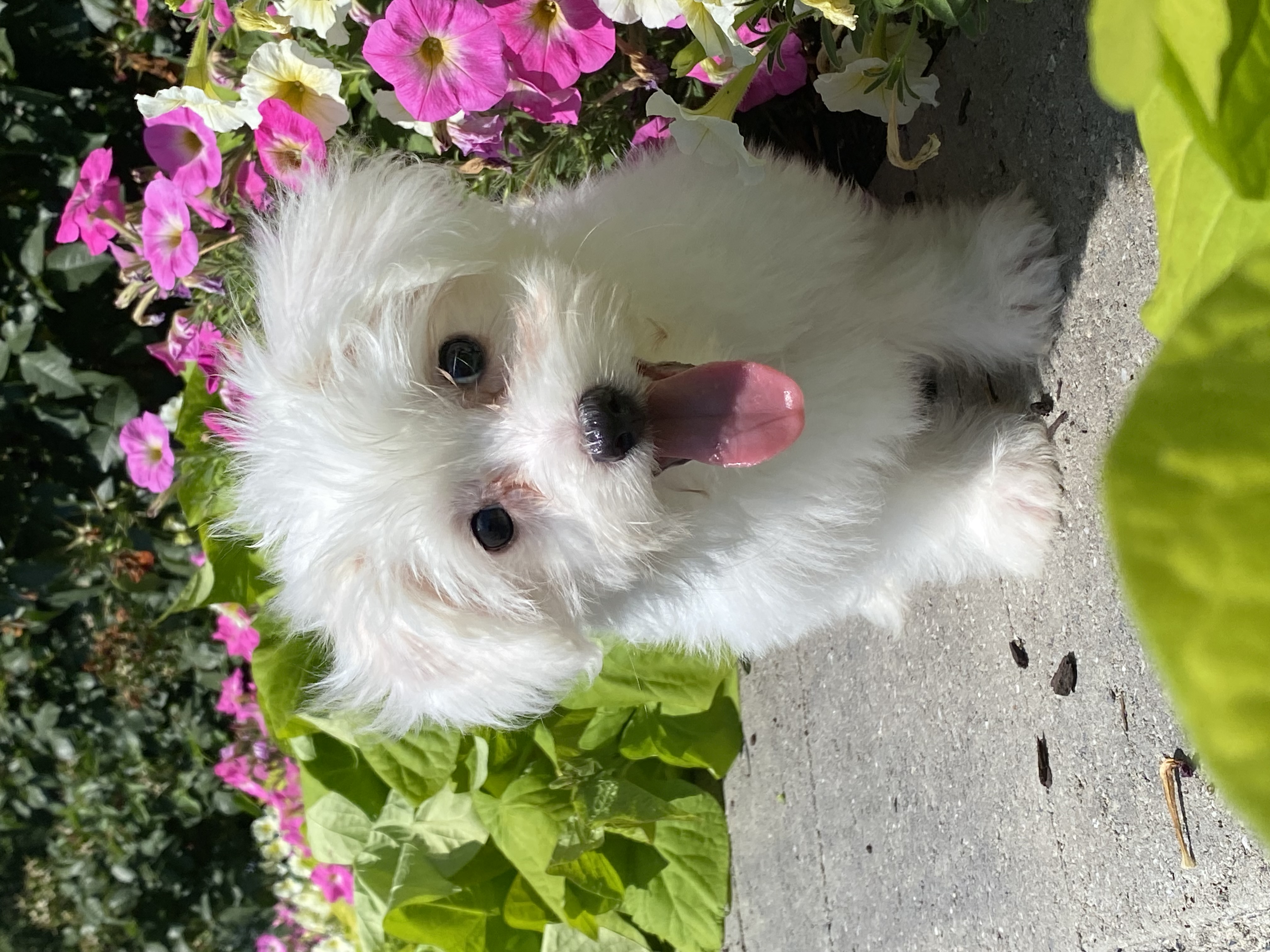 puppy, for, sale, Coton de Tulear, Curtis  Martin, dog, breeder, Seneca Falls, NY, dog-breeder, puppy-for-sale, forsale, nearby, find, puppyfind, locator, puppylocator, aca