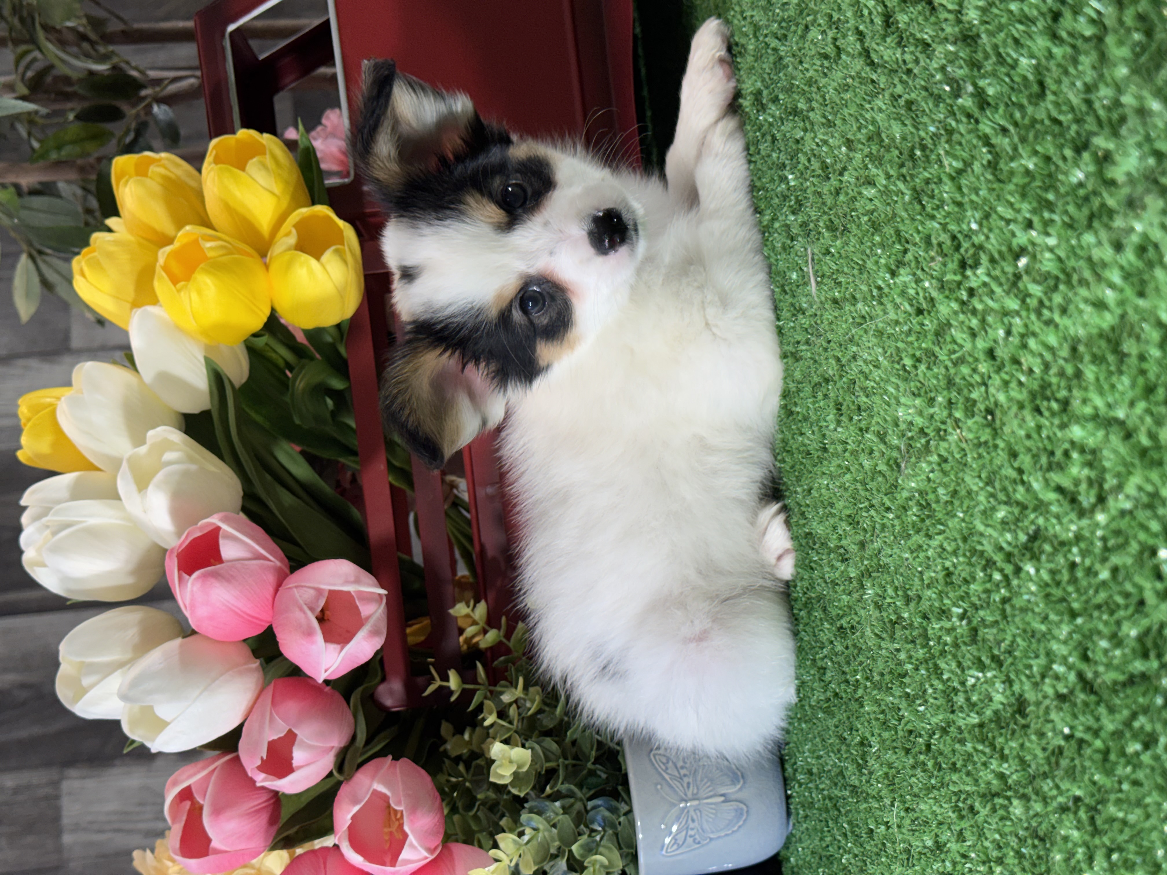 puppy, for, sale, Papillon, Curtis  Martin, dog, breeder, Seneca Falls, NY, dog-breeder, puppy-for-sale, forsale, nearby, find, puppyfind, locator, puppylocator, aca