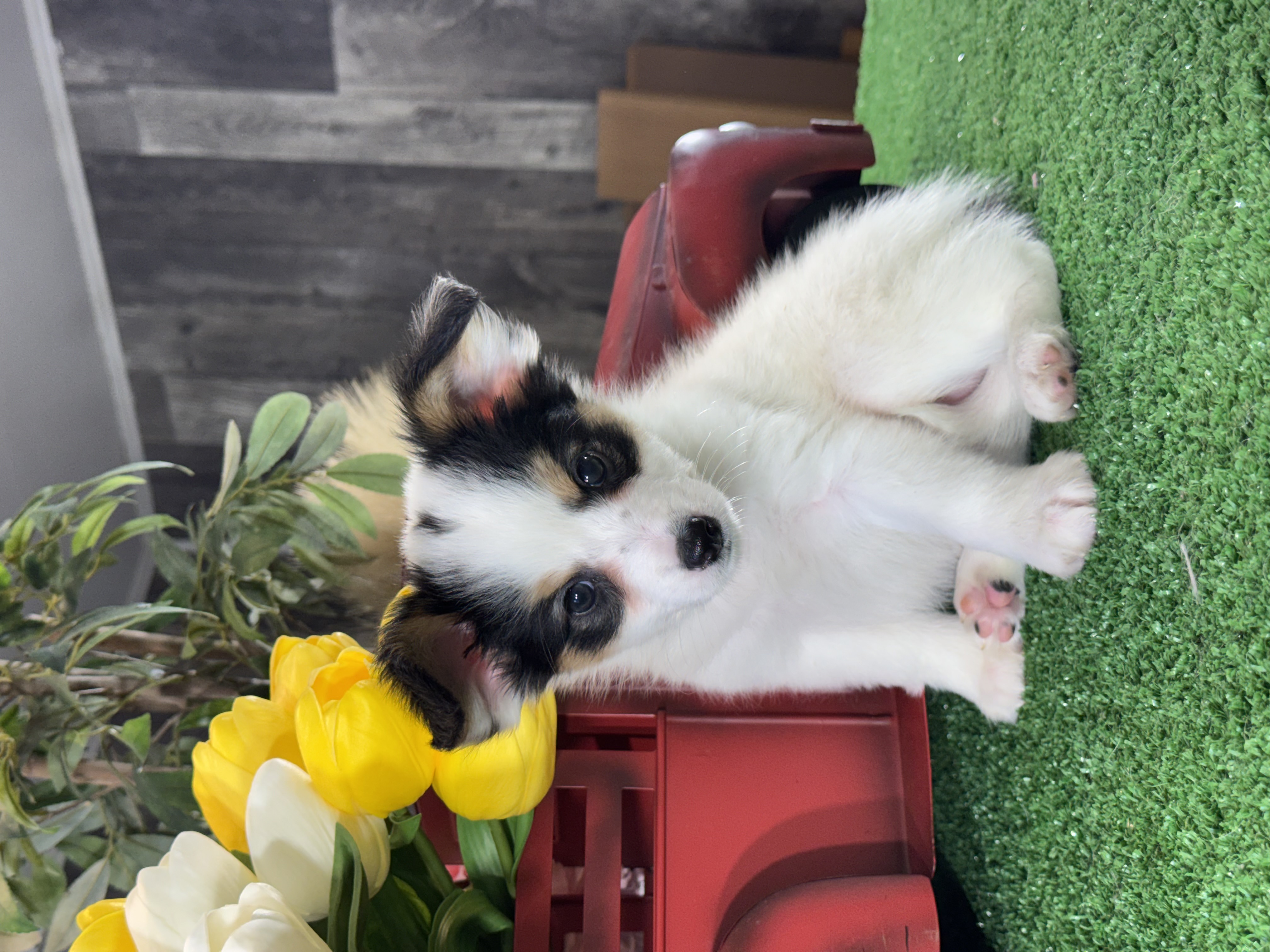 puppy, for, sale, Papillon, Curtis  Martin, dog, breeder, Seneca Falls, NY, dog-breeder, puppy-for-sale, forsale, nearby, find, puppyfind, locator, puppylocator, aca