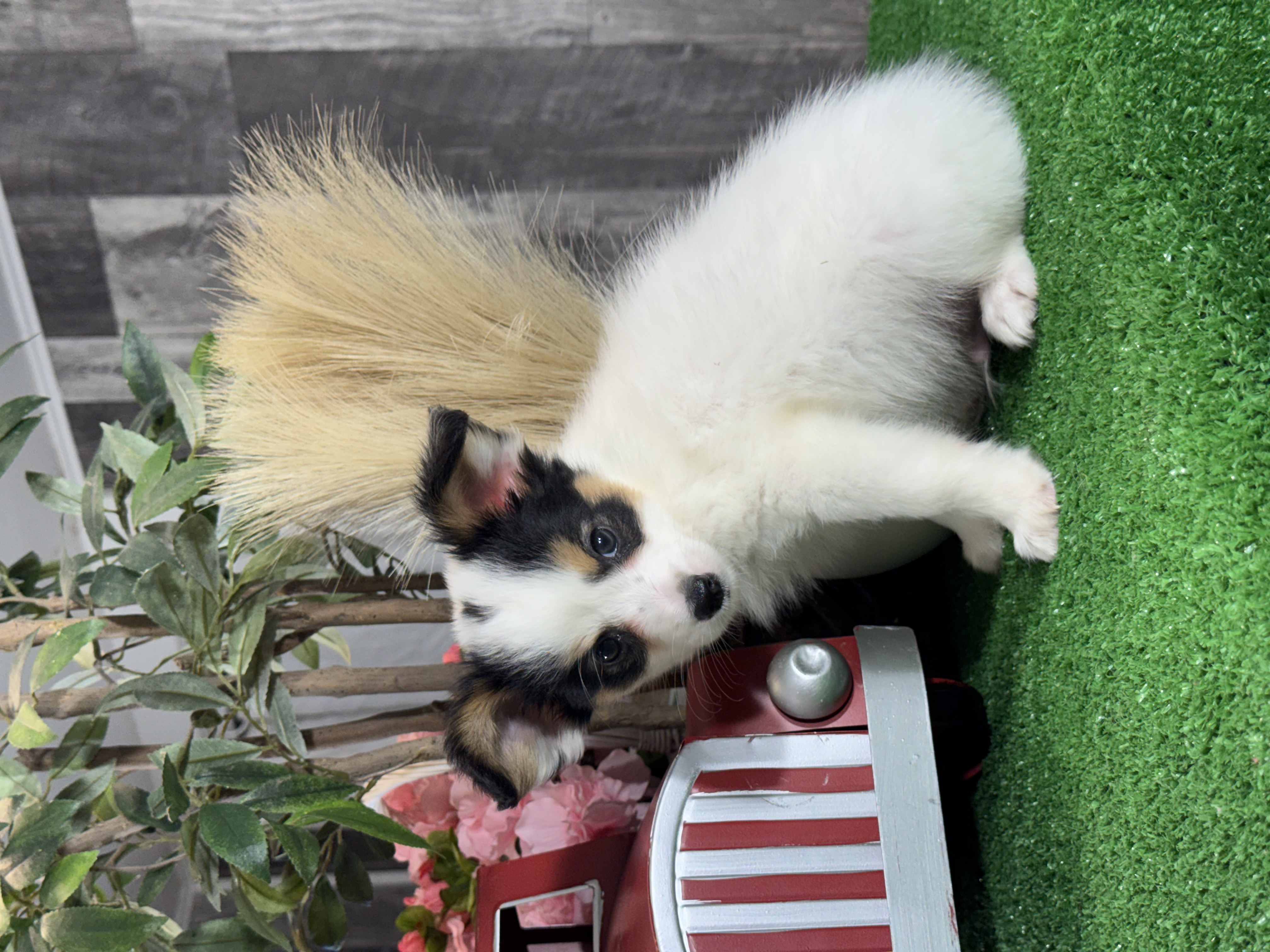 puppy, for, sale, Papillon, Curtis  Martin, dog, breeder, Seneca Falls, NY, dog-breeder, puppy-for-sale, forsale, nearby, find, puppyfind, locator, puppylocator, aca
