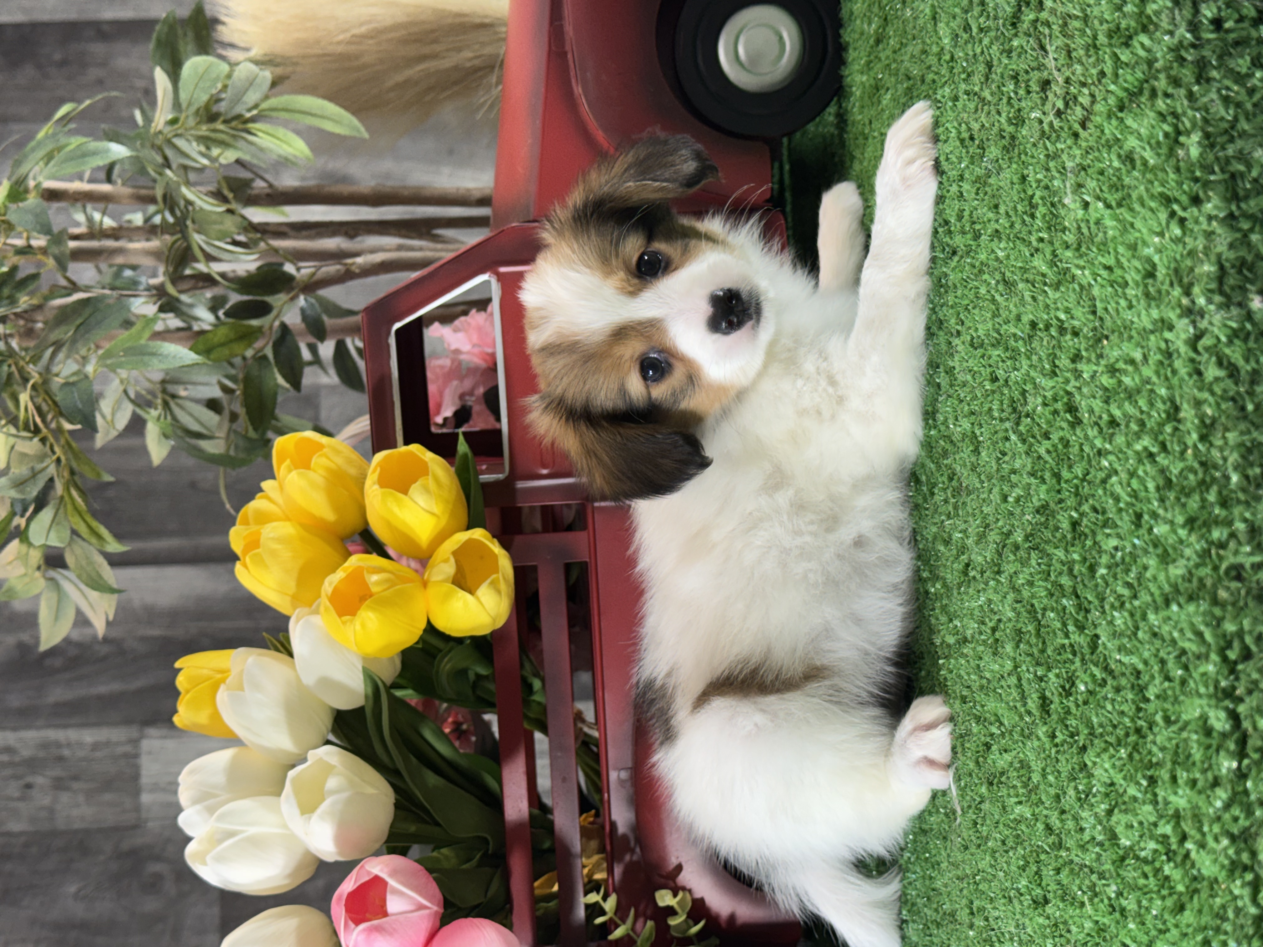 puppy, for, sale, Papillon, Curtis  Martin, dog, breeder, Seneca Falls, NY, dog-breeder, puppy-for-sale, forsale, nearby, find, puppyfind, locator, puppylocator, aca