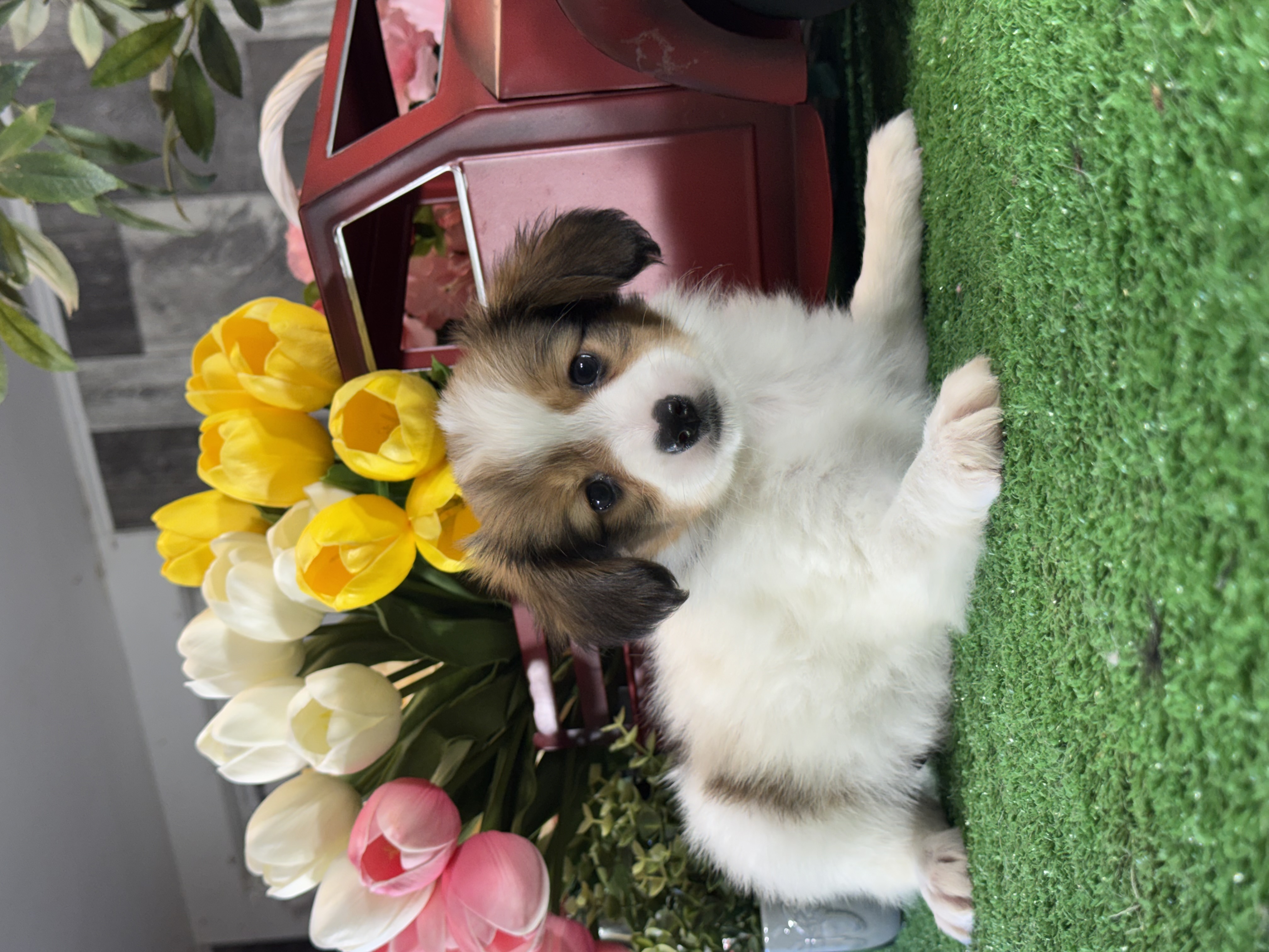puppy, for, sale, Papillon, Curtis  Martin, dog, breeder, Seneca Falls, NY, dog-breeder, puppy-for-sale, forsale, nearby, find, puppyfind, locator, puppylocator, aca
