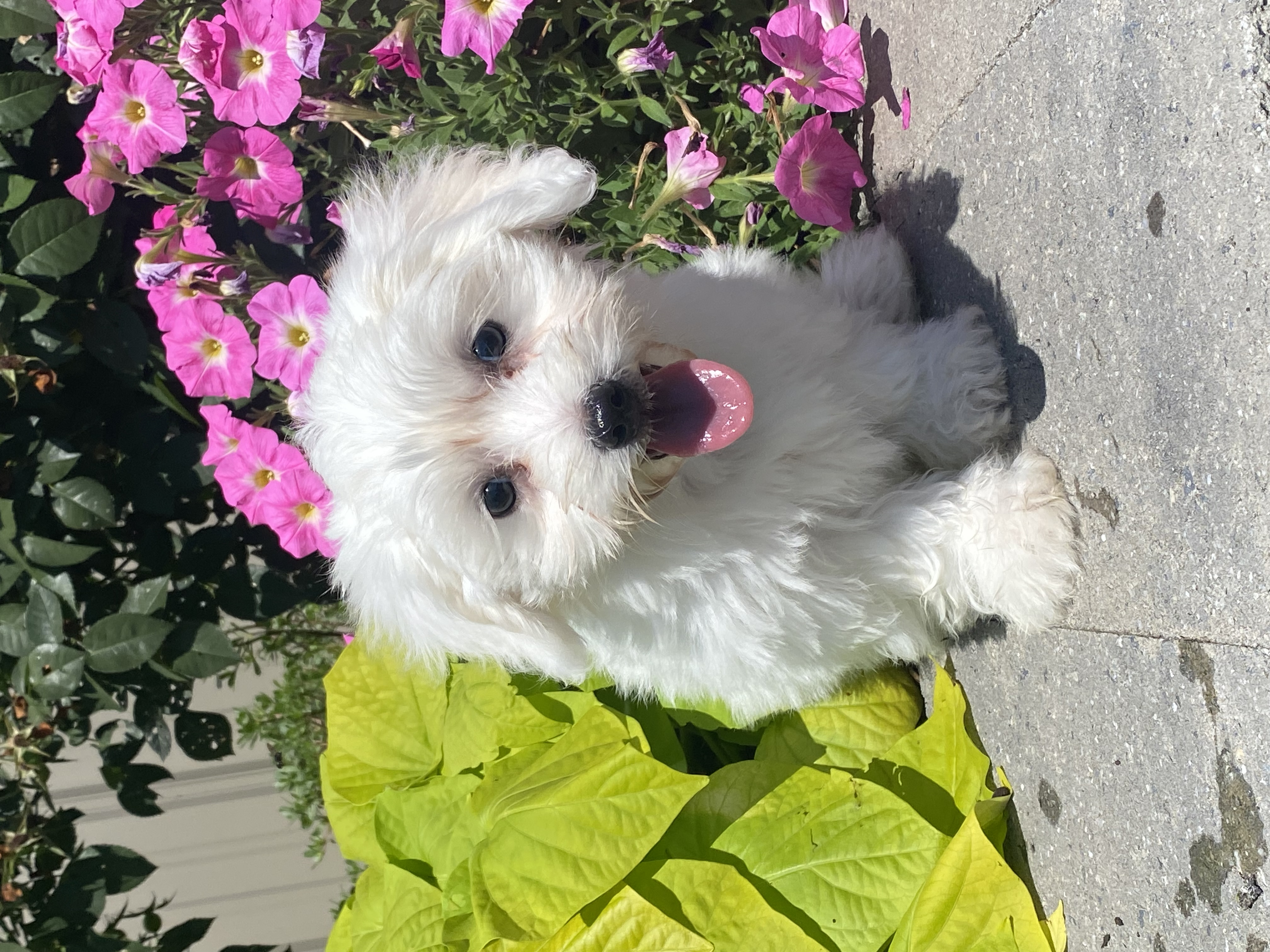 puppy, for, sale, Coton de Tulear, Curtis  Martin, dog, breeder, Seneca Falls, NY, dog-breeder, puppy-for-sale, forsale, nearby, find, puppyfind, locator, puppylocator, aca