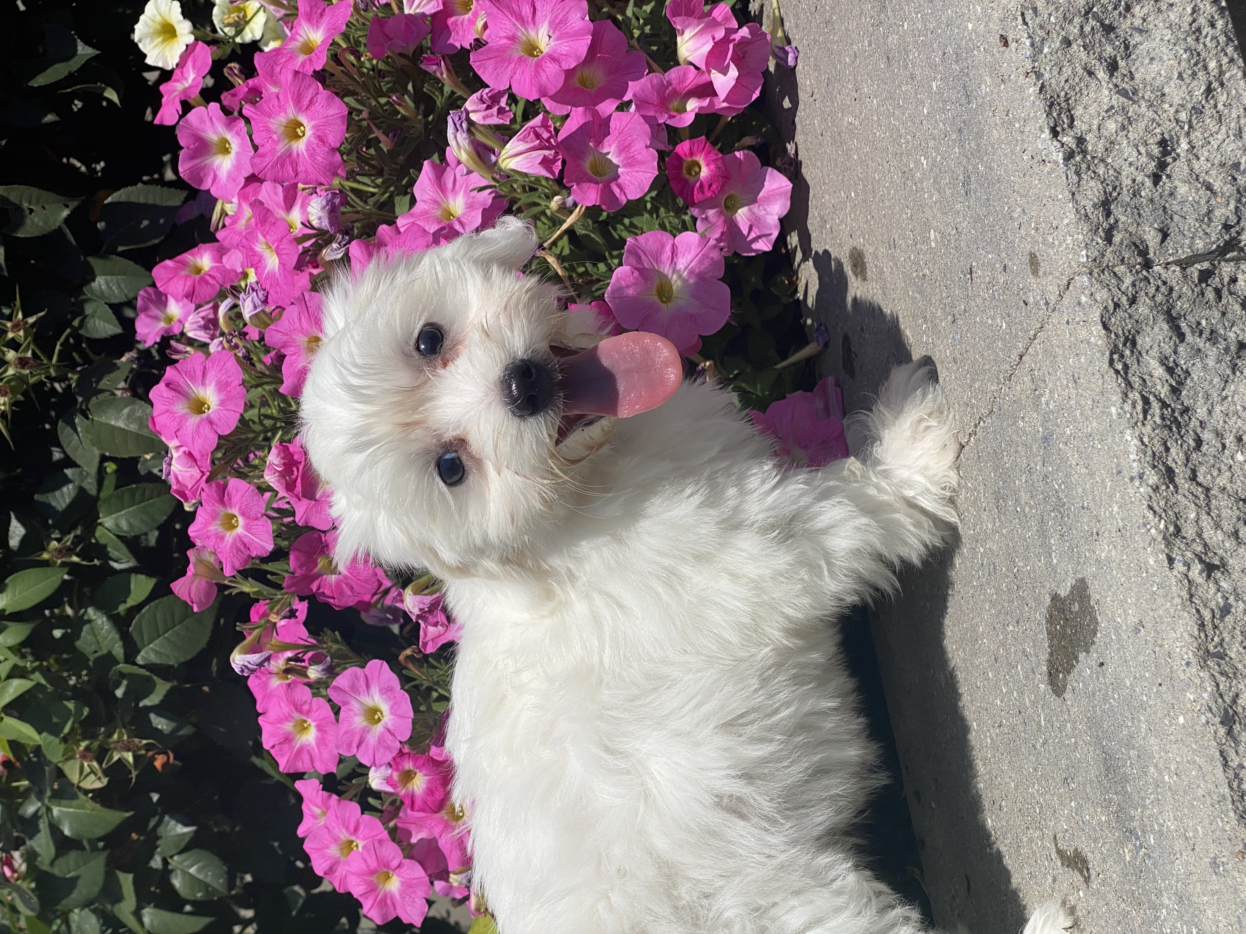 puppy, for, sale, Coton de Tulear, Curtis  Martin, dog, breeder, Seneca Falls, NY, dog-breeder, puppy-for-sale, forsale, nearby, find, puppyfind, locator, puppylocator, aca