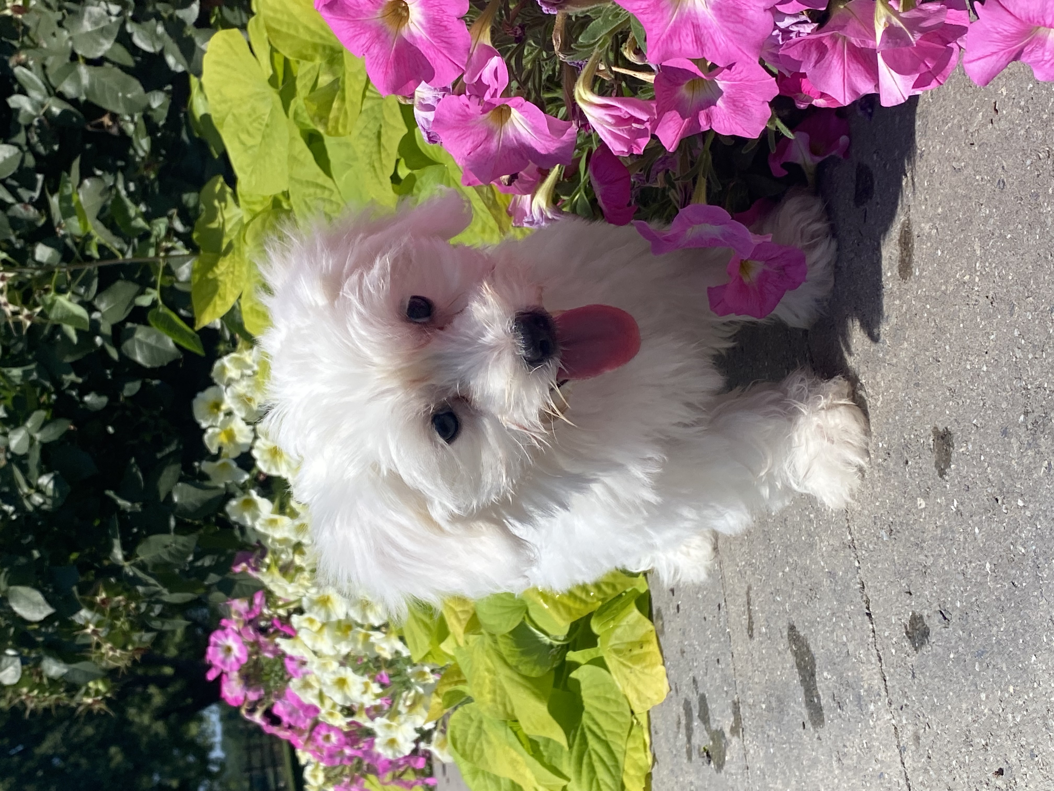 puppy, for, sale, Coton de Tulear, Curtis  Martin, dog, breeder, Seneca Falls, NY, dog-breeder, puppy-for-sale, forsale, nearby, find, puppyfind, locator, puppylocator, aca