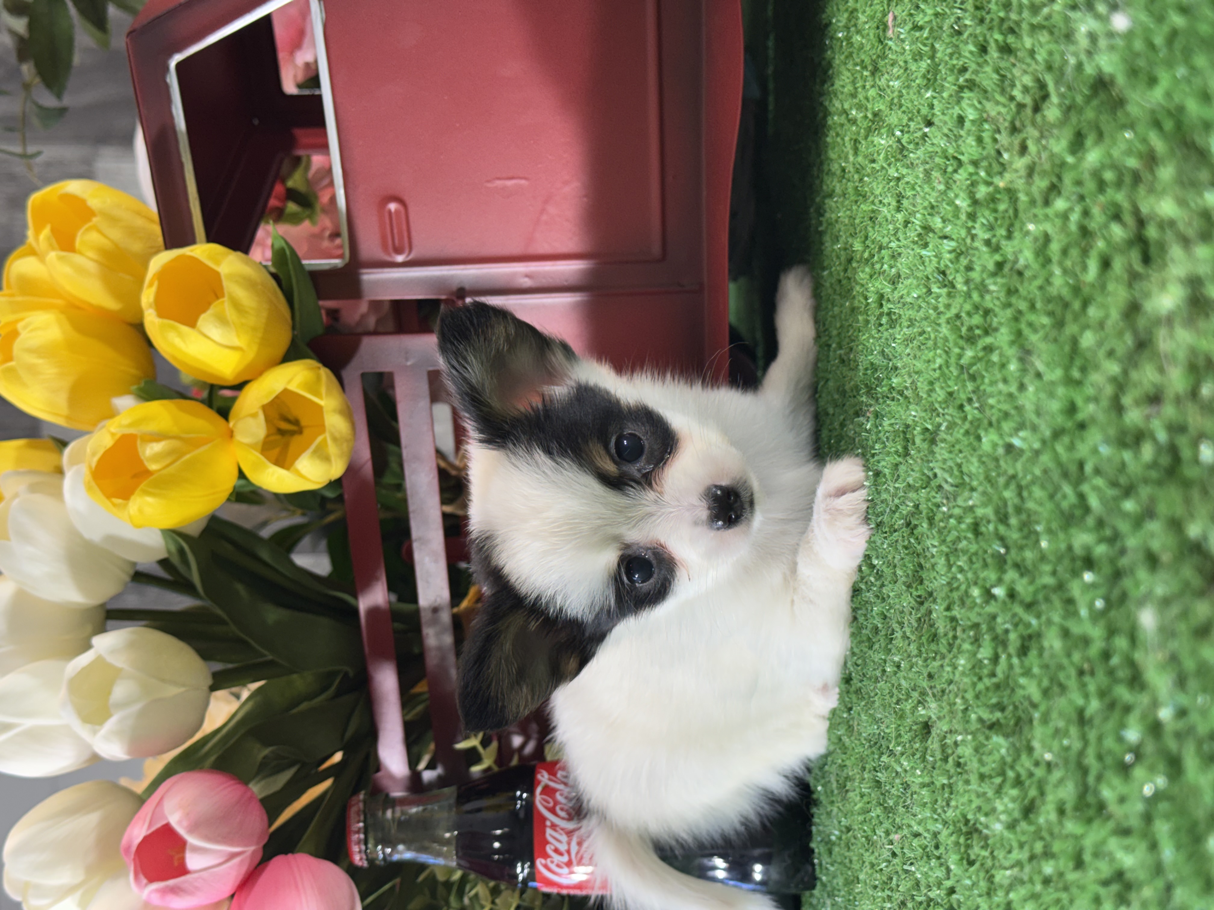 puppy, for, sale, Papillon, Curtis  Martin, dog, breeder, Seneca Falls, NY, dog-breeder, puppy-for-sale, forsale, nearby, find, puppyfind, locator, puppylocator, aca