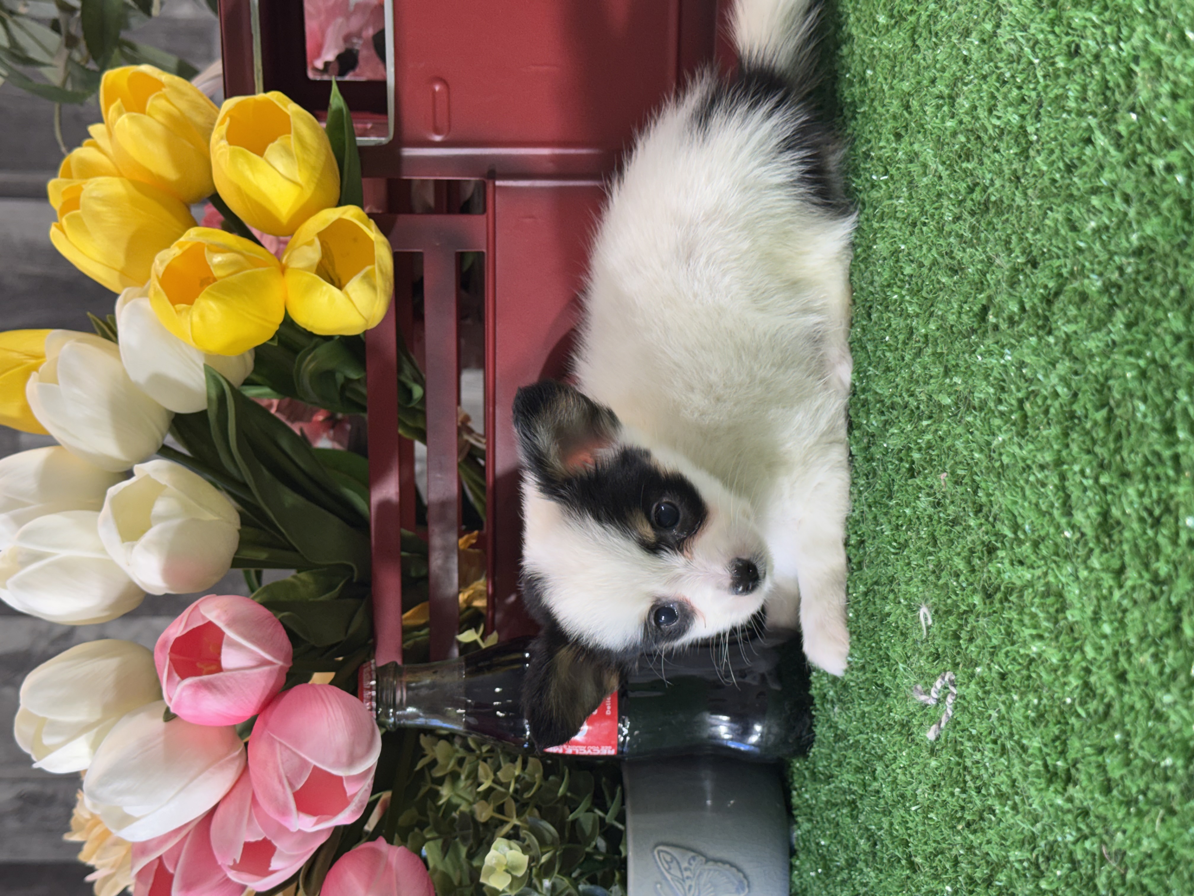 puppy, for, sale, Papillon, Curtis  Martin, dog, breeder, Seneca Falls, NY, dog-breeder, puppy-for-sale, forsale, nearby, find, puppyfind, locator, puppylocator, aca