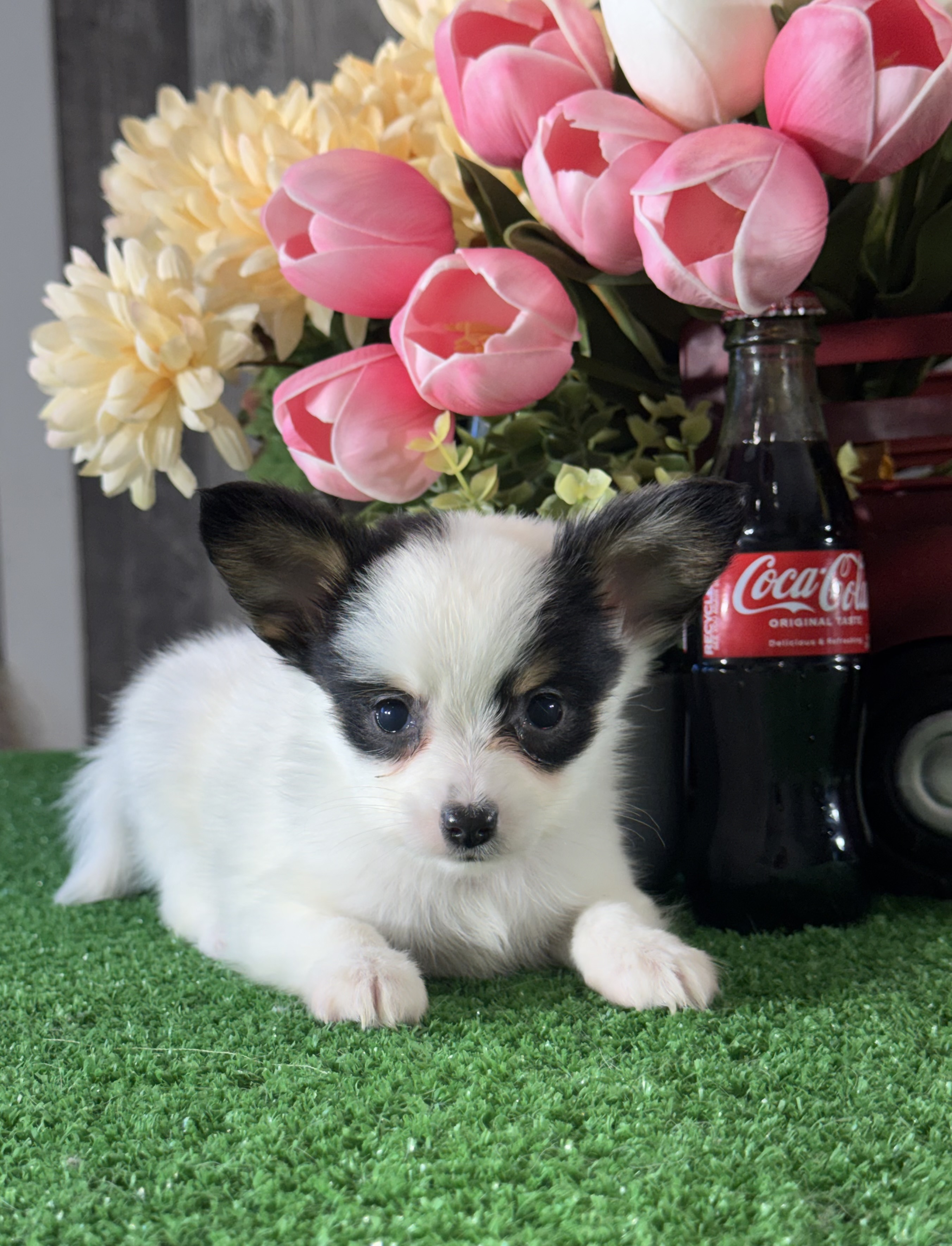 puppy, for, sale, Papillon, Curtis  Martin, dog, breeder, Seneca Falls, NY, dog-breeder, puppy-for-sale, forsale, nearby, find, puppyfind, locator, puppylocator, aca