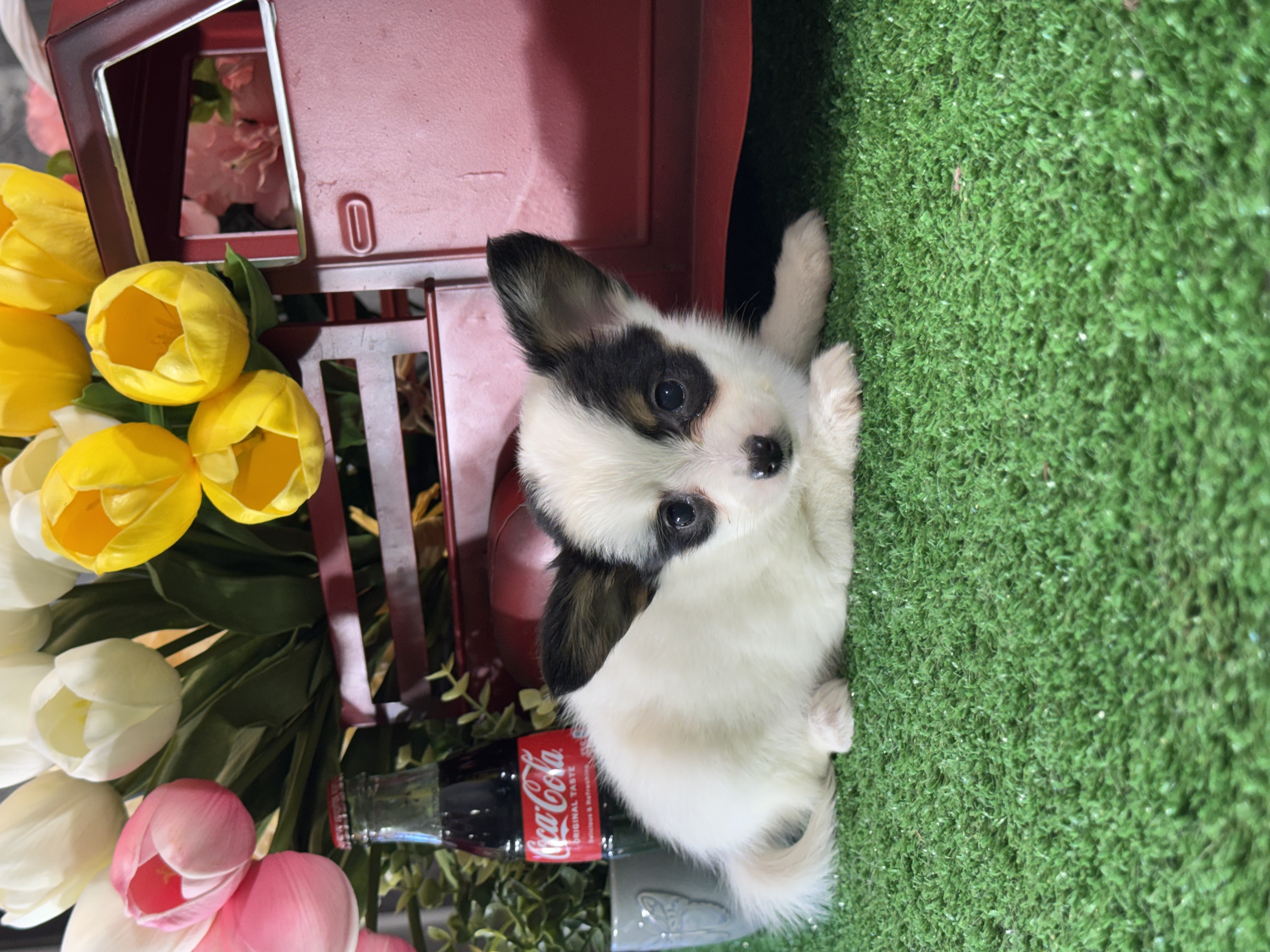 puppy, for, sale, Papillon, Curtis  Martin, dog, breeder, Seneca Falls, NY, dog-breeder, puppy-for-sale, forsale, nearby, find, puppyfind, locator, puppylocator, aca