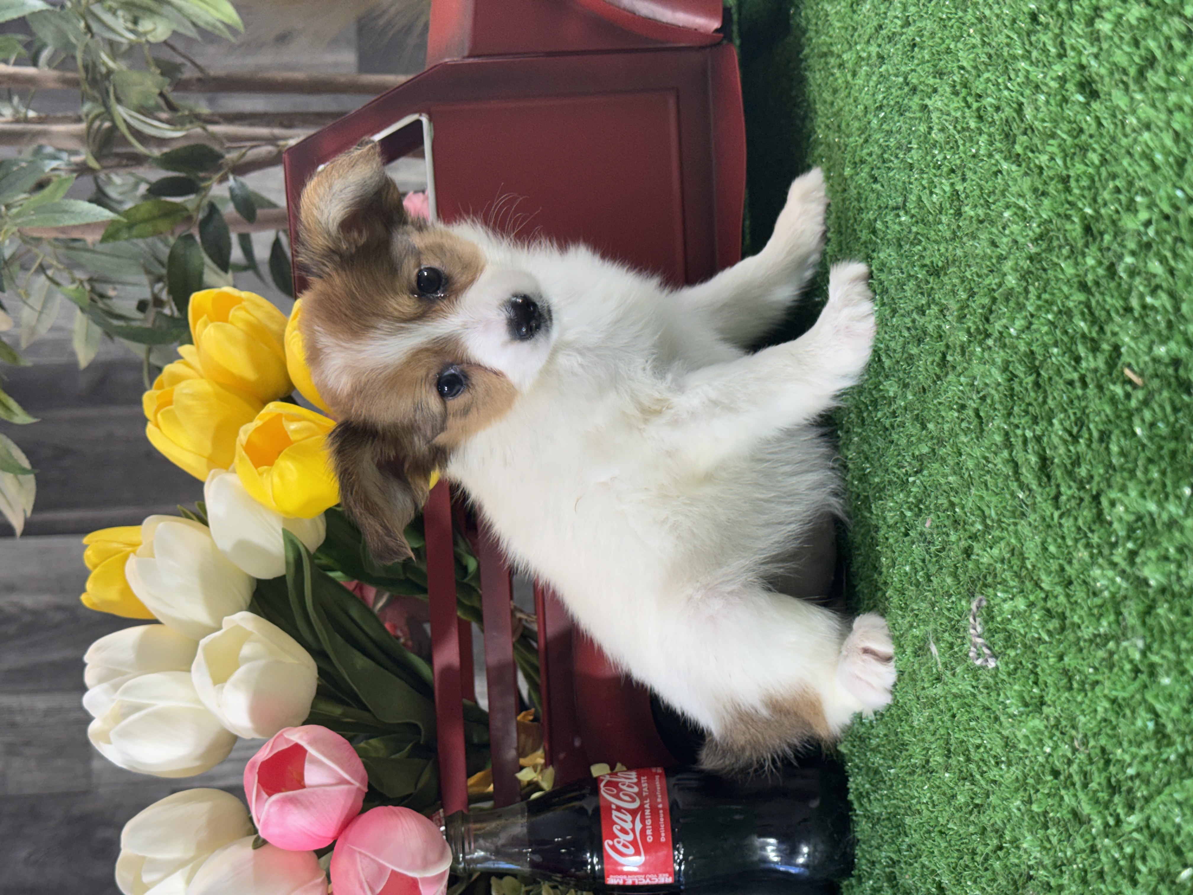 puppy, for, sale, Papillon, Curtis  Martin, dog, breeder, Seneca Falls, NY, dog-breeder, puppy-for-sale, forsale, nearby, find, puppyfind, locator, puppylocator, aca