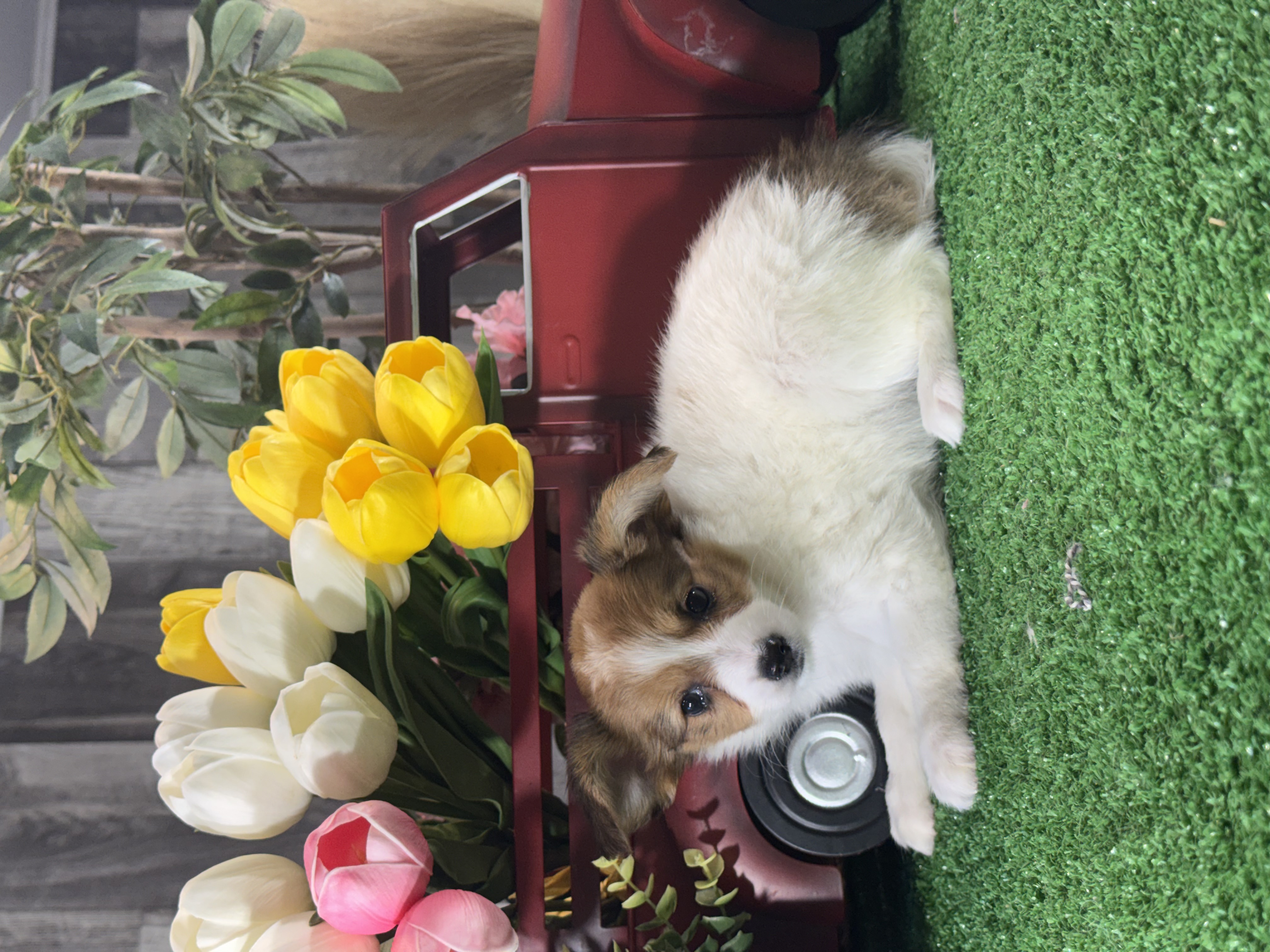 puppy, for, sale, Papillon, Curtis  Martin, dog, breeder, Seneca Falls, NY, dog-breeder, puppy-for-sale, forsale, nearby, find, puppyfind, locator, puppylocator, aca