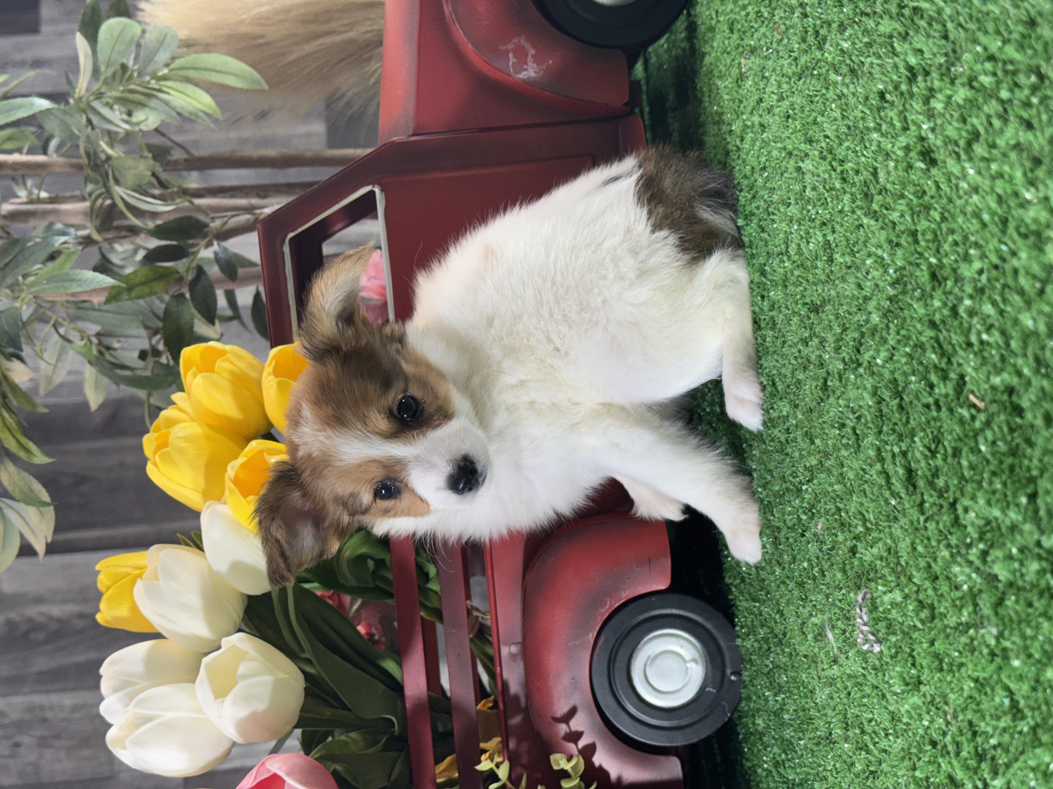 puppy, for, sale, Papillon, Curtis  Martin, dog, breeder, Seneca Falls, NY, dog-breeder, puppy-for-sale, forsale, nearby, find, puppyfind, locator, puppylocator, aca
