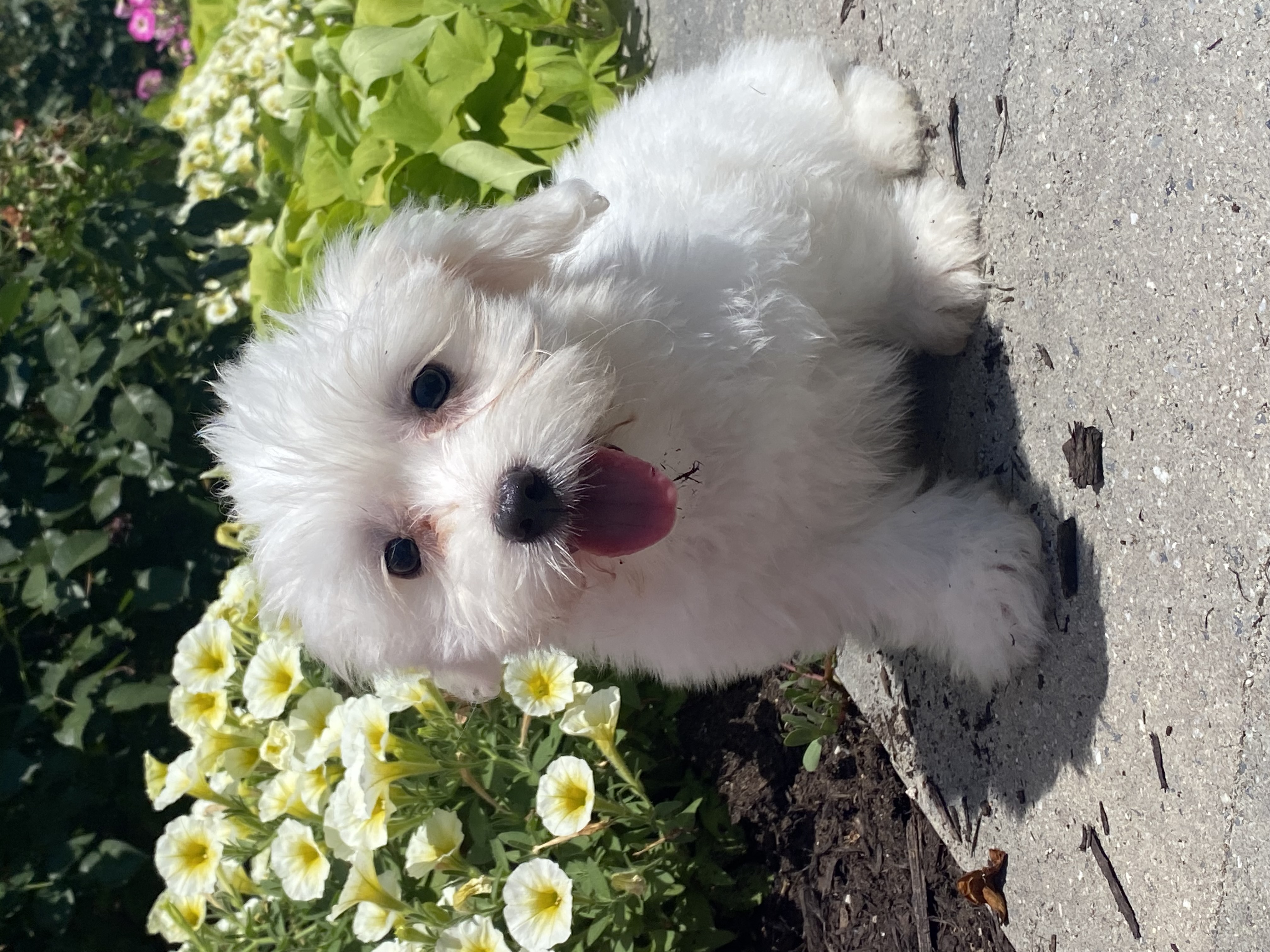 puppy, for, sale, Coton de Tulear, Curtis  Martin, dog, breeder, Seneca Falls, NY, dog-breeder, puppy-for-sale, forsale, nearby, find, puppyfind, locator, puppylocator, aca