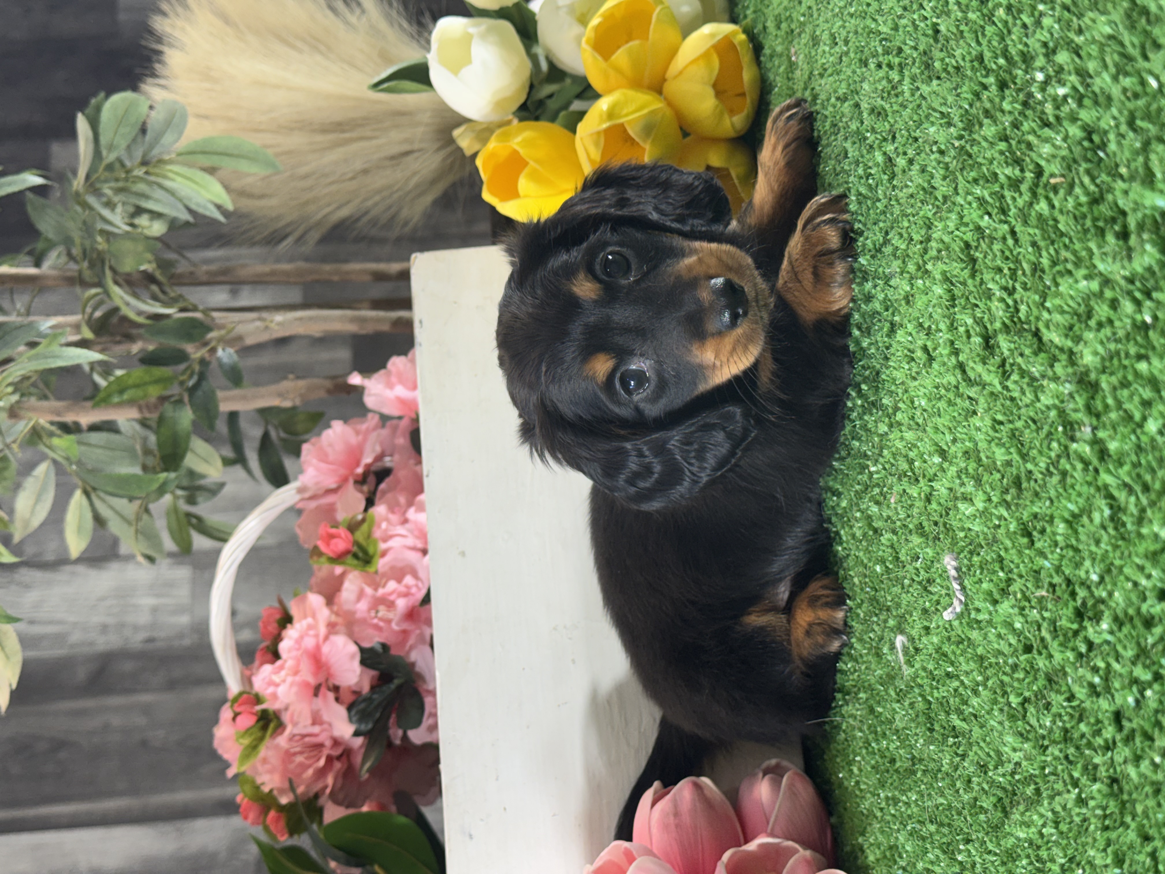 puppy, for, sale, Dachshund, Curtis  Martin, dog, breeder, Seneca Falls, NY, dog-breeder, puppy-for-sale, forsale, nearby, find, puppyfind, locator, puppylocator, aca