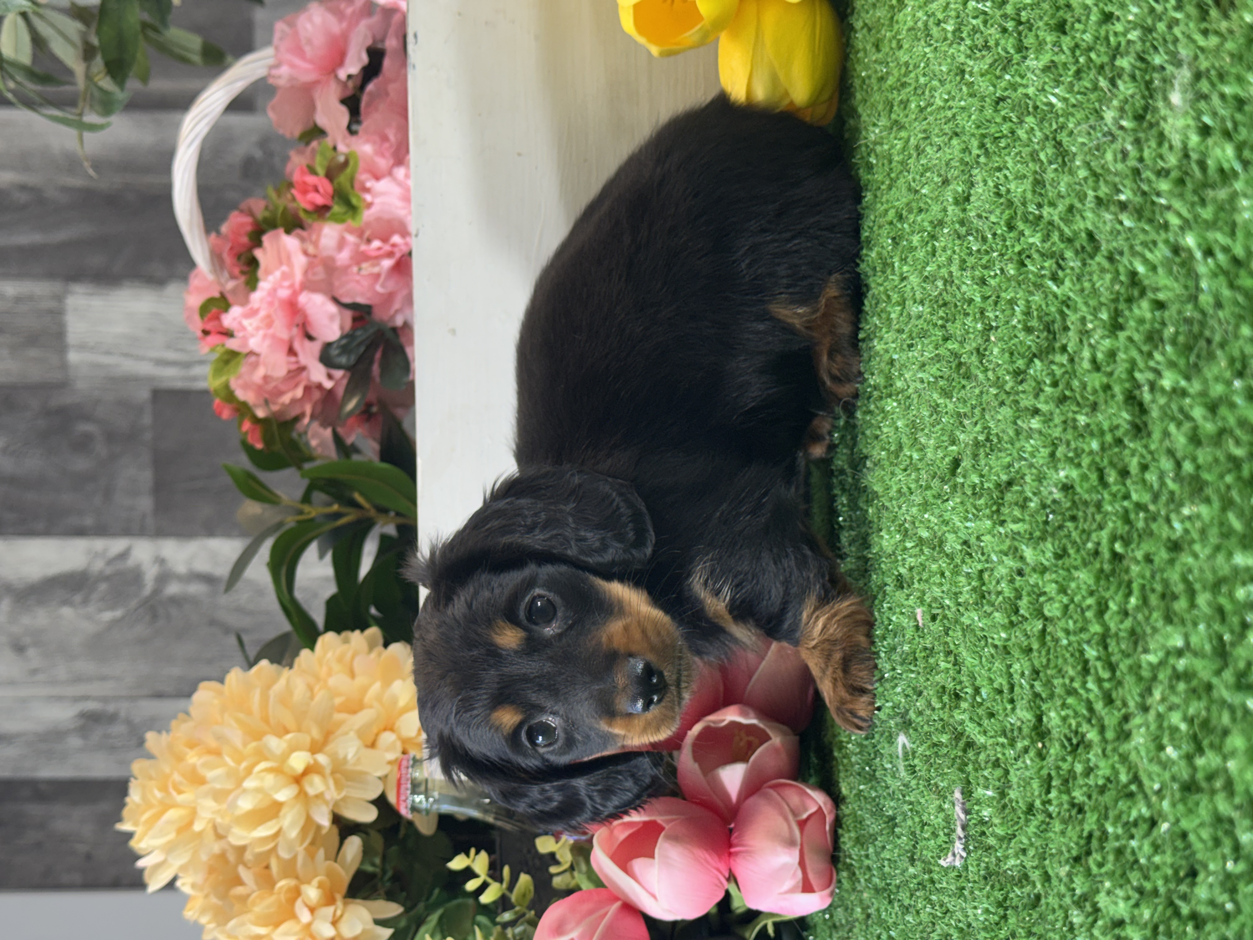 puppy, for, sale, Dachshund, Curtis  Martin, dog, breeder, Seneca Falls, NY, dog-breeder, puppy-for-sale, forsale, nearby, find, puppyfind, locator, puppylocator, aca