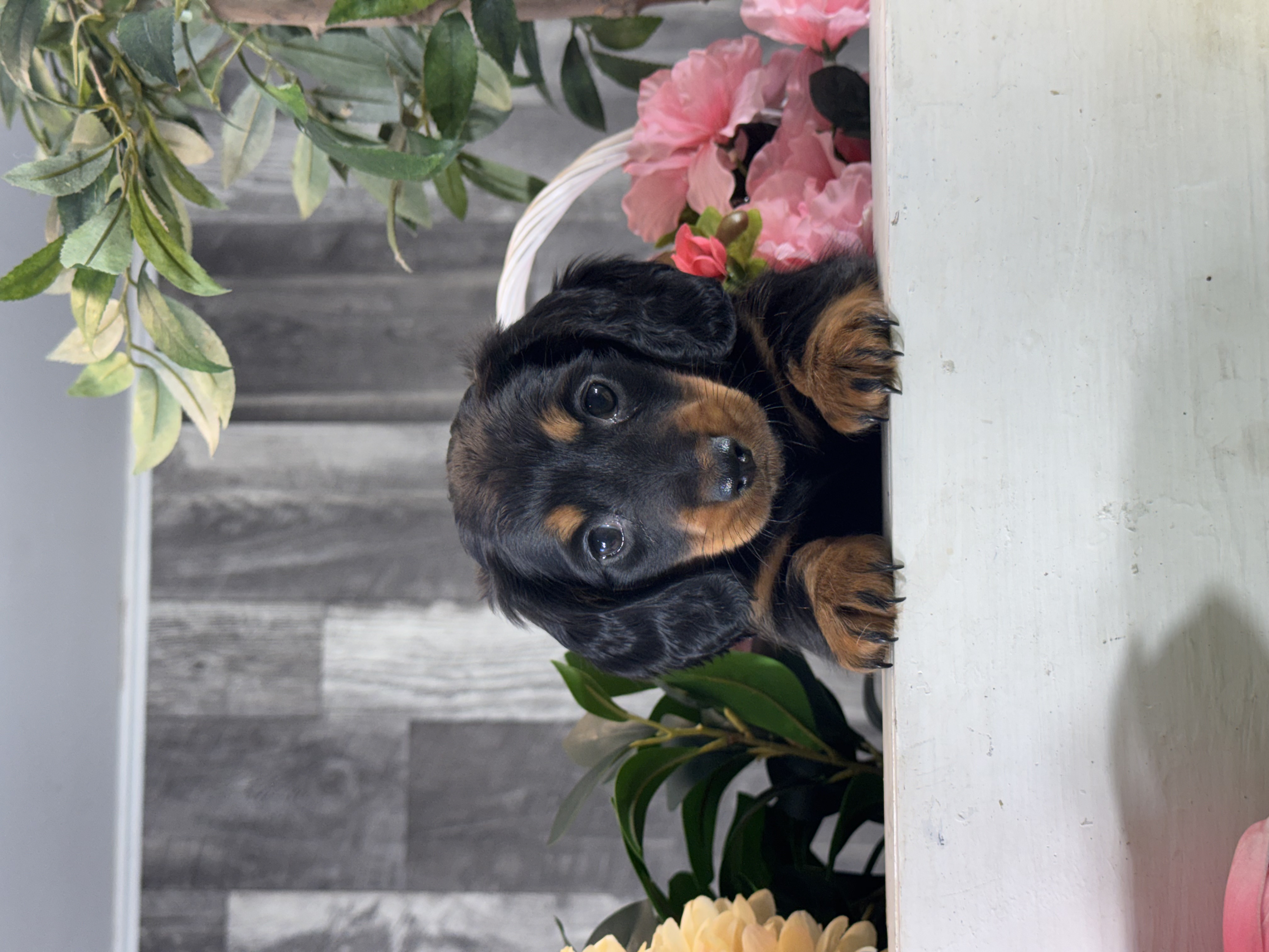 puppy, for, sale, Dachshund, Curtis  Martin, dog, breeder, Seneca Falls, NY, dog-breeder, puppy-for-sale, forsale, nearby, find, puppyfind, locator, puppylocator, aca