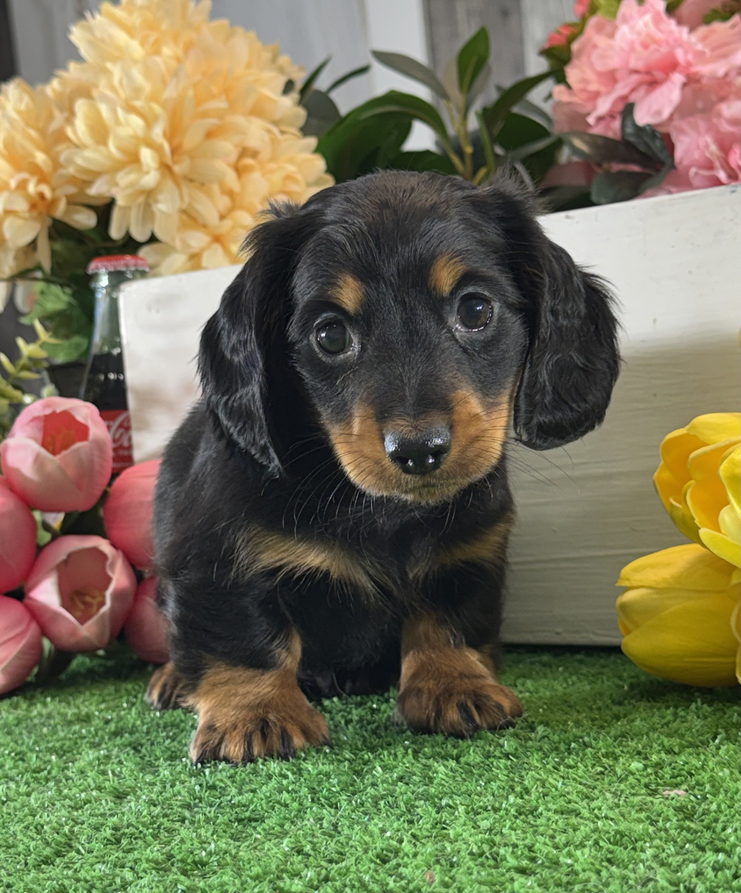 puppy, for, sale, Dachshund, Curtis  Martin, dog, breeder, Seneca Falls, NY, dog-breeder, puppy-for-sale, forsale, nearby, find, puppyfind, locator, puppylocator, aca