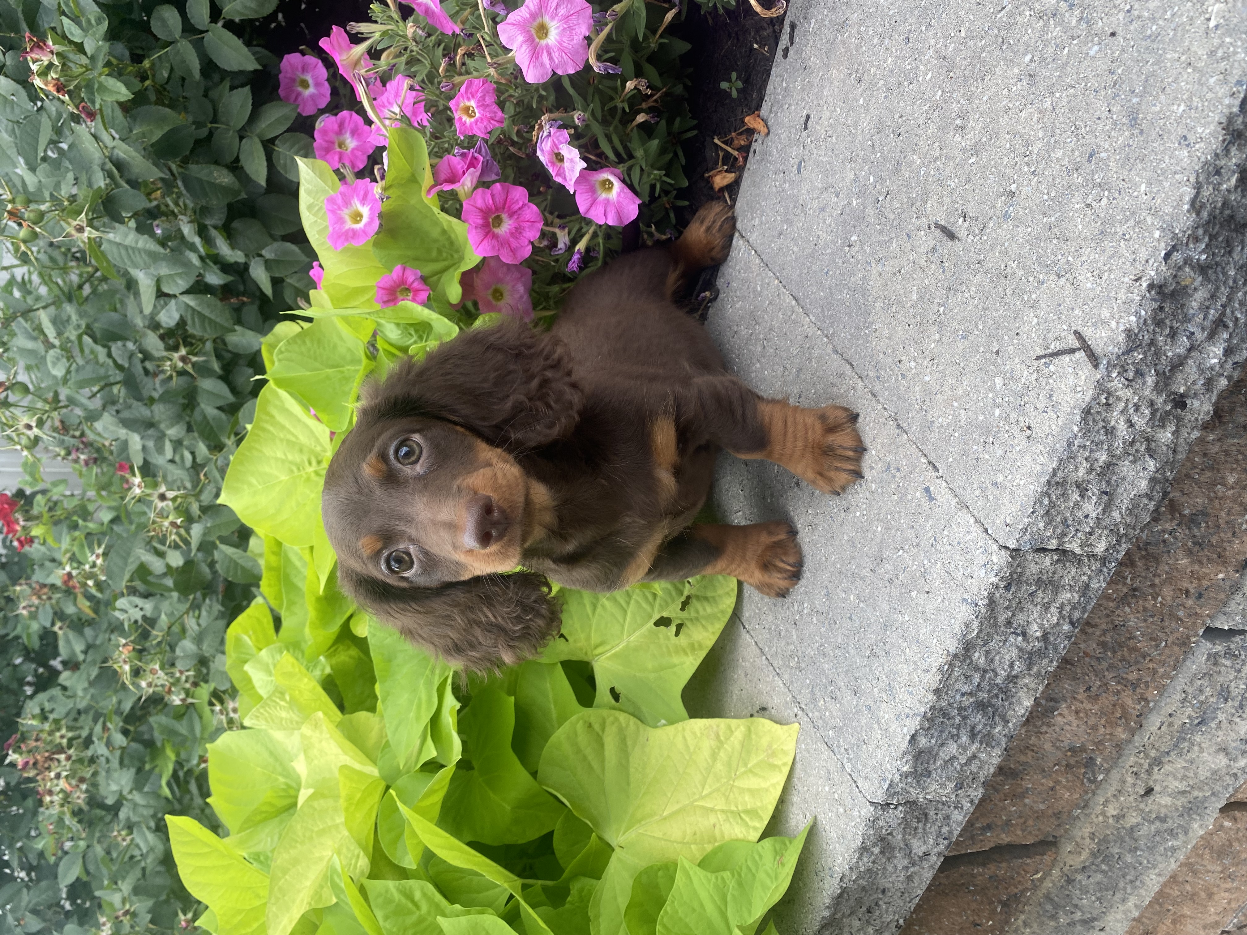 puppy, for, sale, Dachshund, Curtis  Martin, dog, breeder, Seneca Falls, NY, dog-breeder, puppy-for-sale, forsale, nearby, find, puppyfind, locator, puppylocator, aca