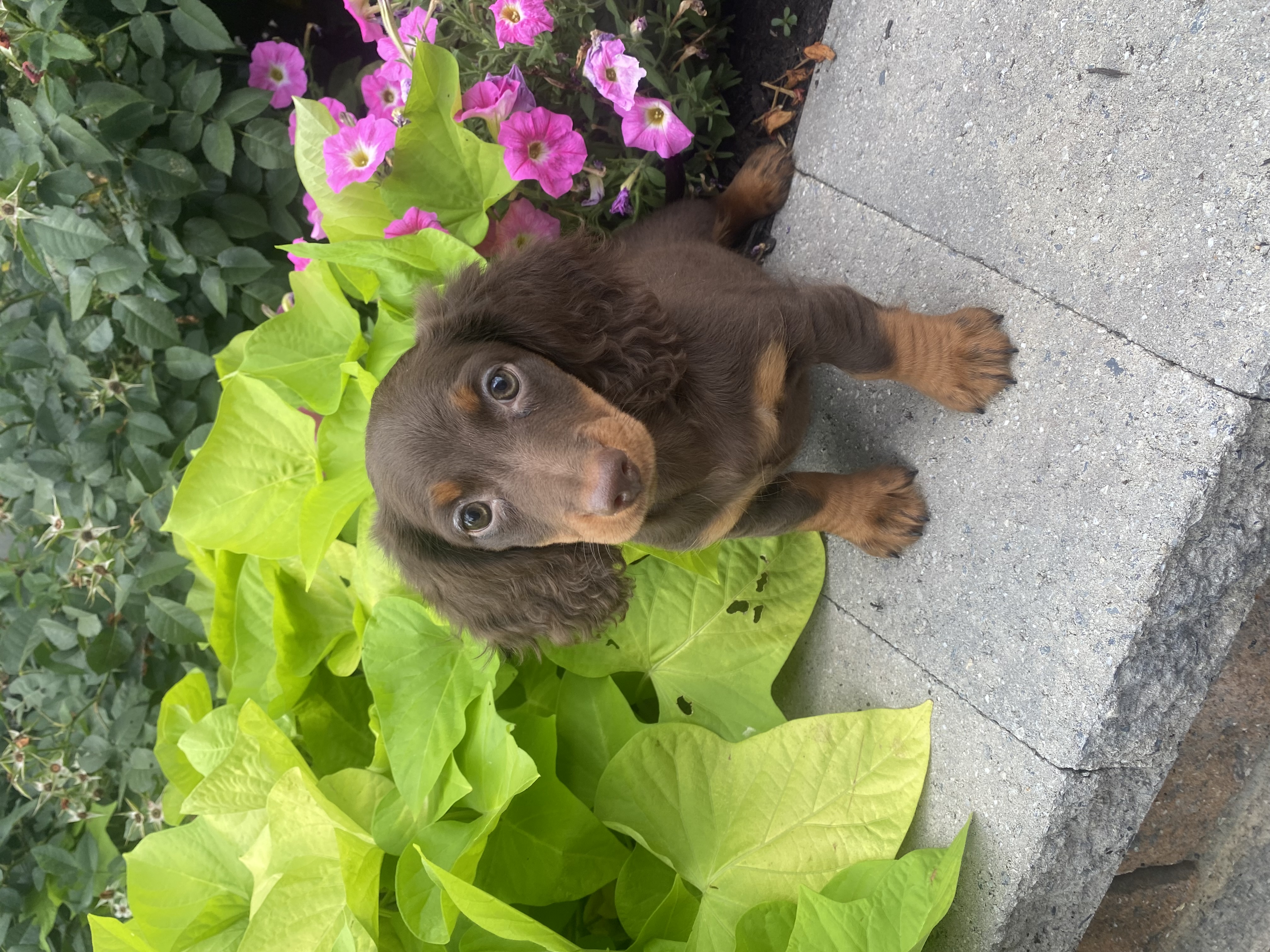 puppy, for, sale, Dachshund, Curtis  Martin, dog, breeder, Seneca Falls, NY, dog-breeder, puppy-for-sale, forsale, nearby, find, puppyfind, locator, puppylocator, aca